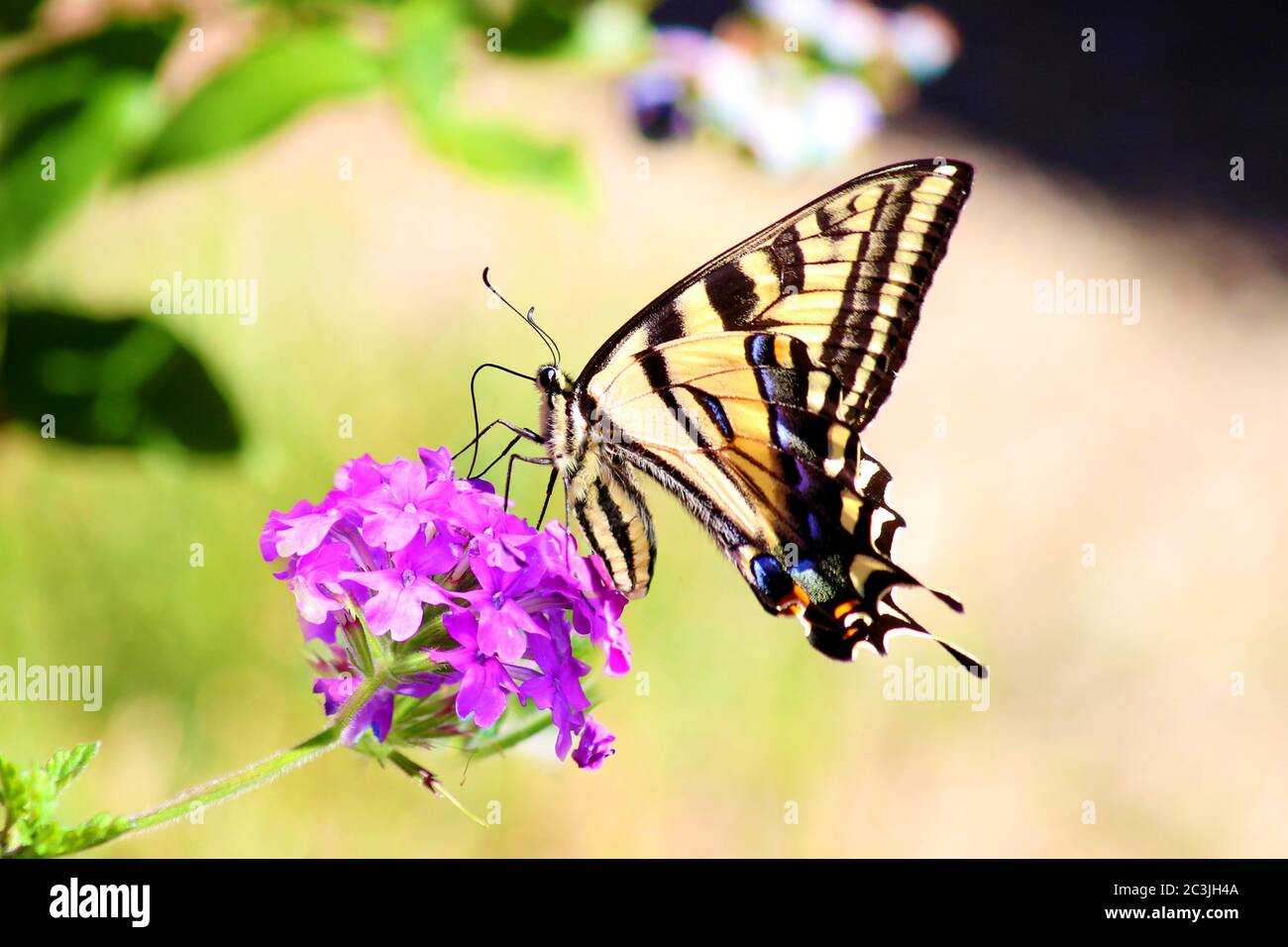 Swallowtail butterfly Papilio machaon feeding on flower Stock Photo
