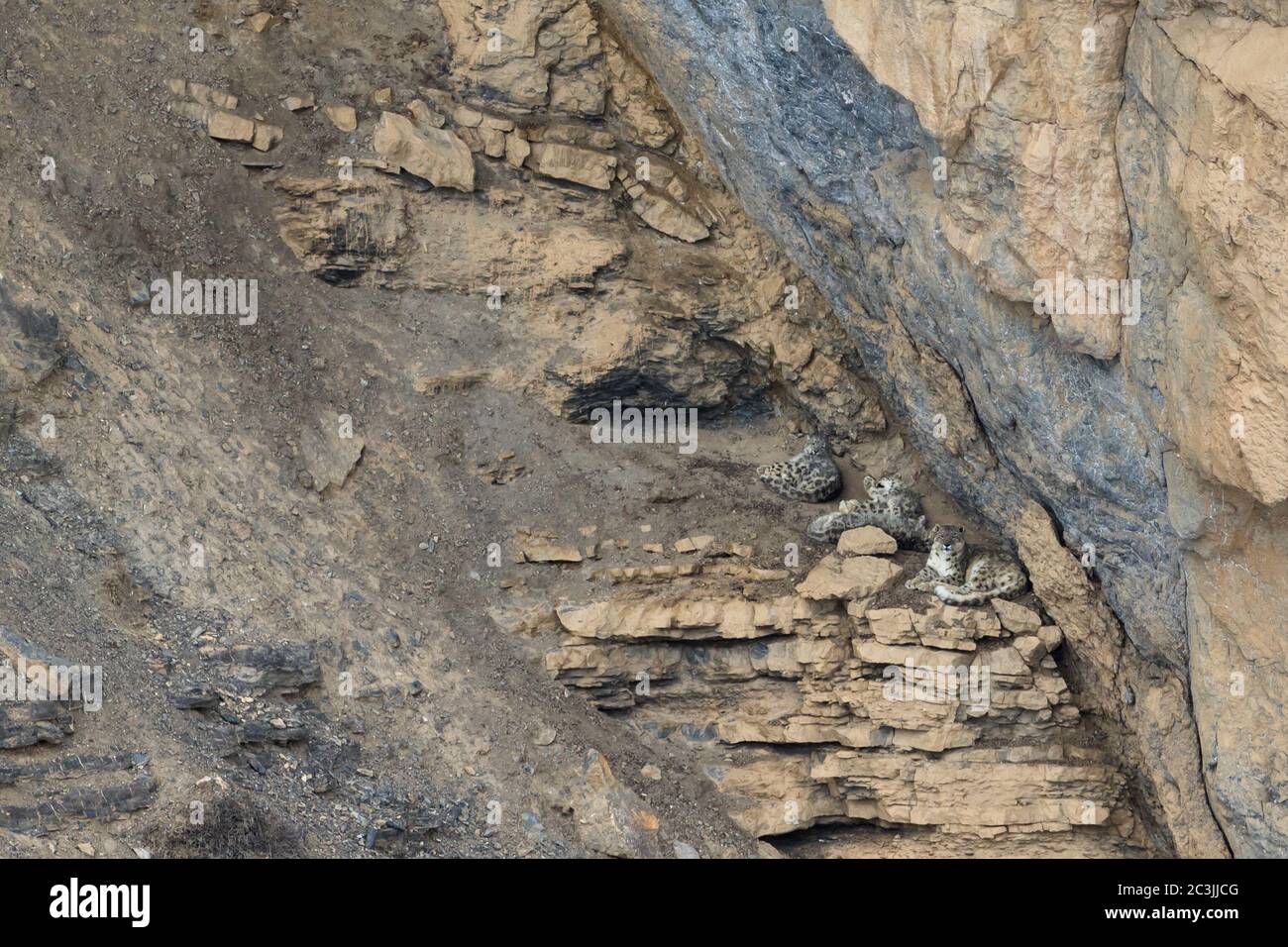 Wild snow leopard (Panthera uncia) in the himalaya mountain habitat near Kibber Village in Spiti Valley, Himachal Pradesh, India. Stock Photo