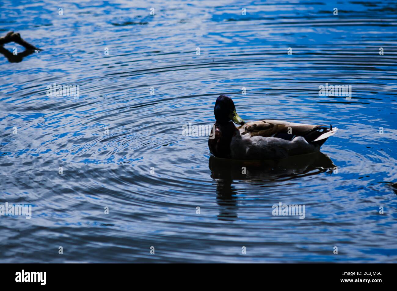 Canada goose on Wardown's Park Lake, Luton at dawn. Stock Photo
