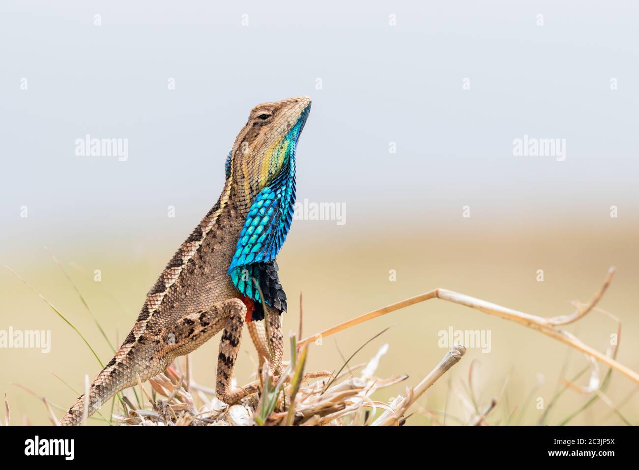 Wild fan throated lizard (sarada superba) reptile in Laterite Plateau of Kaas, Chalukewadi near Satara, Maharashrta, India Stock Photo - Alamy Wild fan throated lizard (sarada superba) reptile in Laterite Plateau of Kaas, Chalukewadi near Satara, Maharashrta, India Stock Photo - Alamy