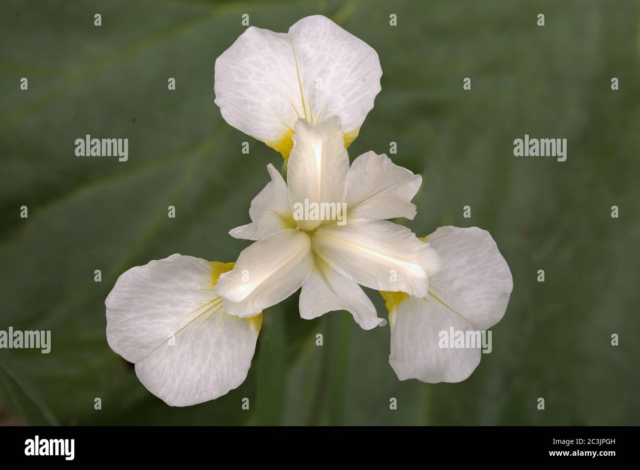 Beauty in nature. Closeup image of spring-flowering Siberian Iris (Iris sibirica) with delicate white petals extending outward from center of flower. Stock Photo