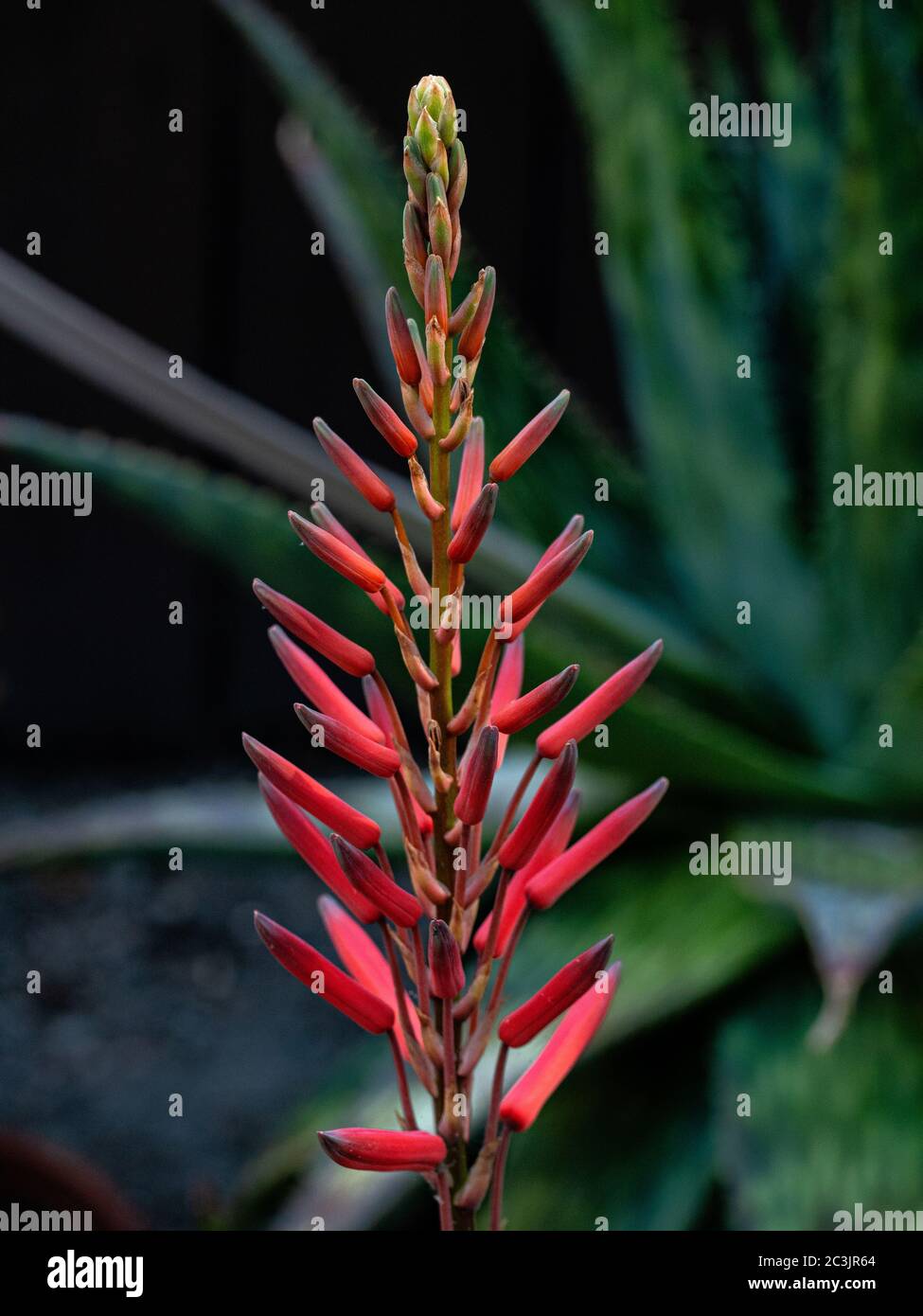 Aloe Blooming in the Central Valley, California Stock Photo