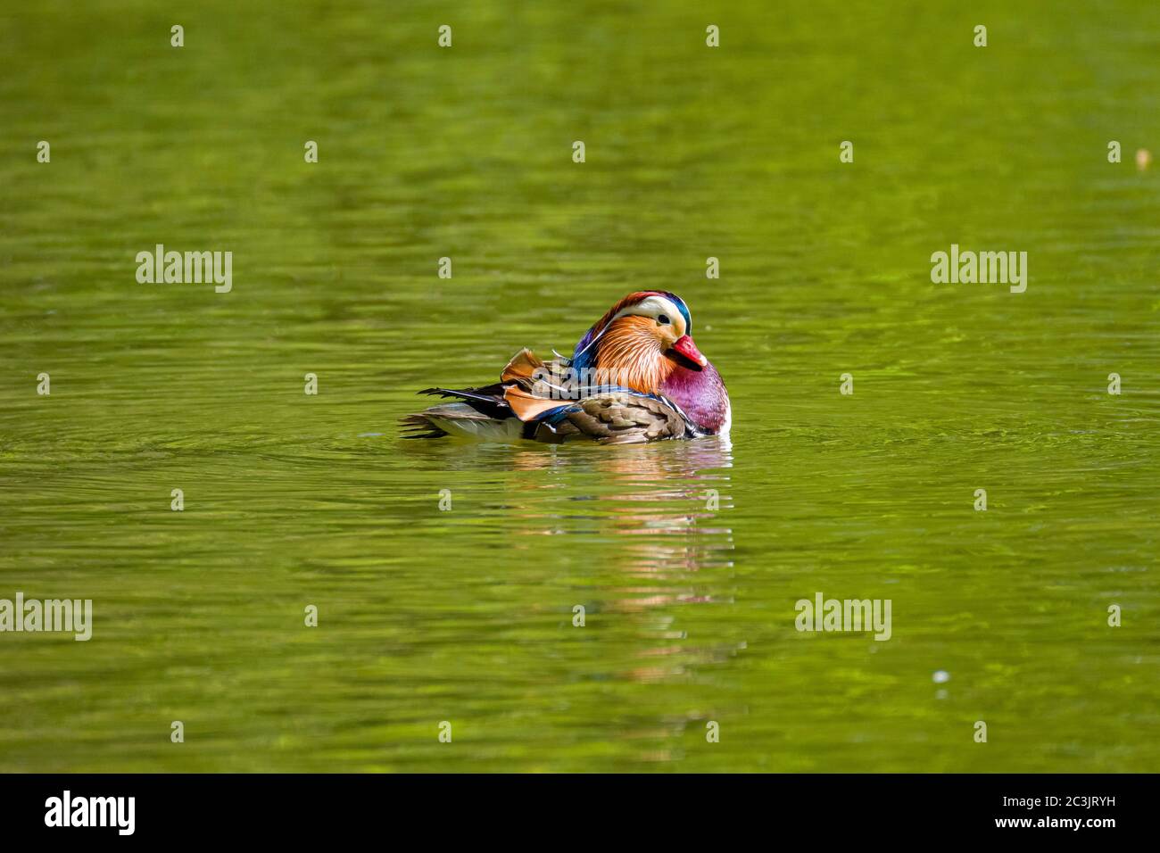 A mandarin duck (Aix galericulata) is swimming in a lake Stock Photo ...