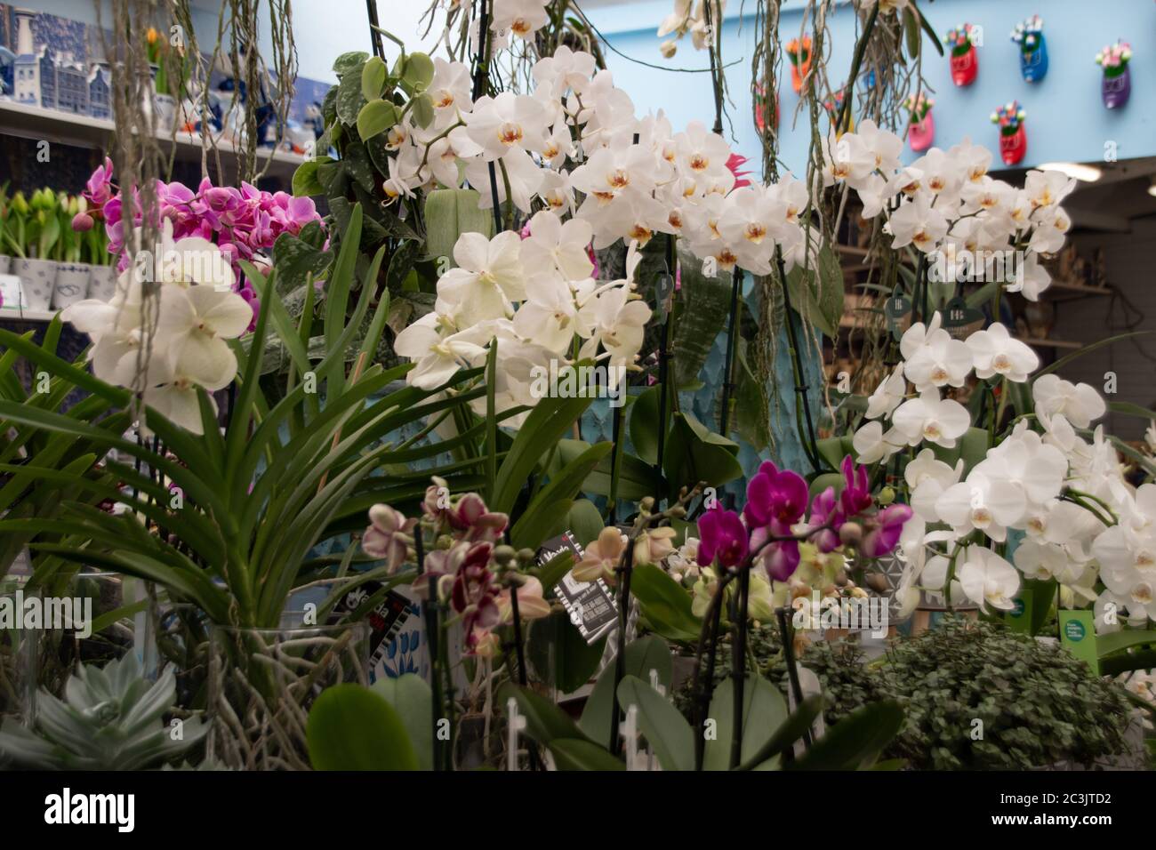 Closeup shot of numerous multicolor orchids in a flower shop Stock Photo