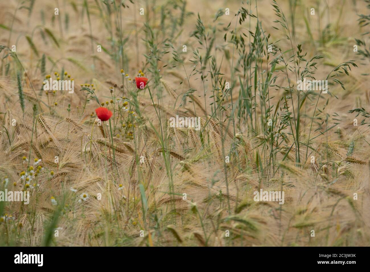 two red poppies stand in the middle of a brown cornfield Stock Photo ...