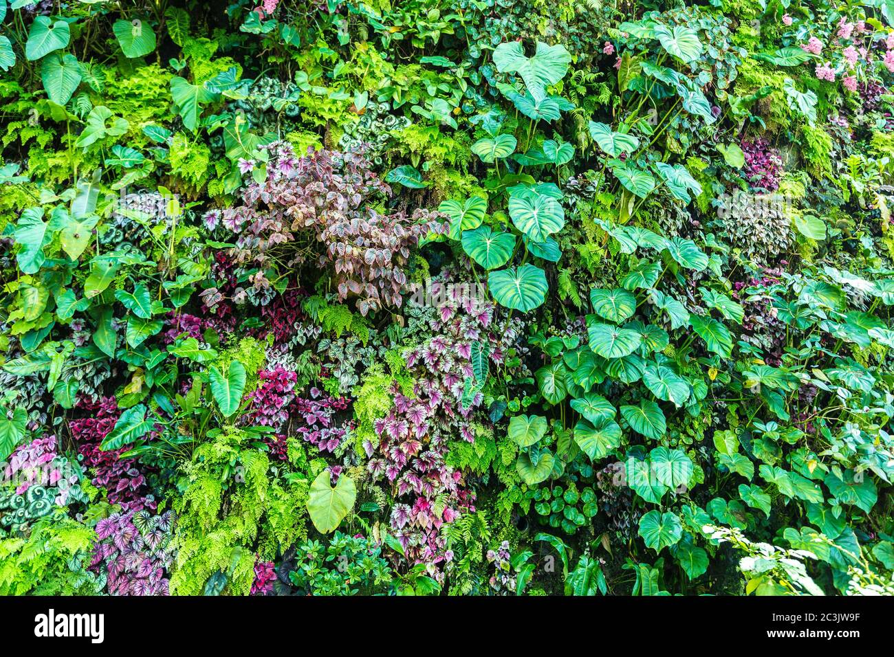 Vertical garden with tropical green leaf and flowers. Nature background ...