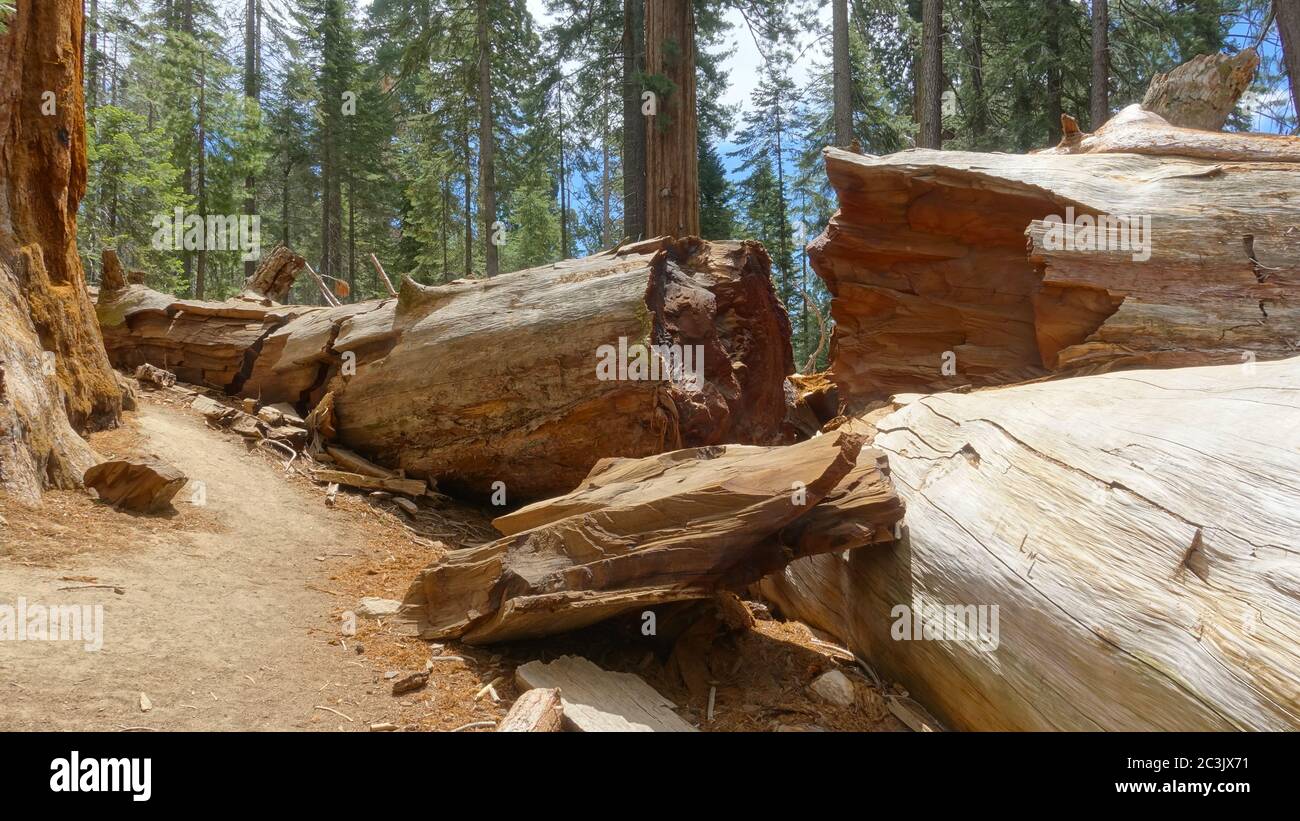 Fallen redwood tree at Trail of 100 Giants in Sequoia National Forest Stock Photo