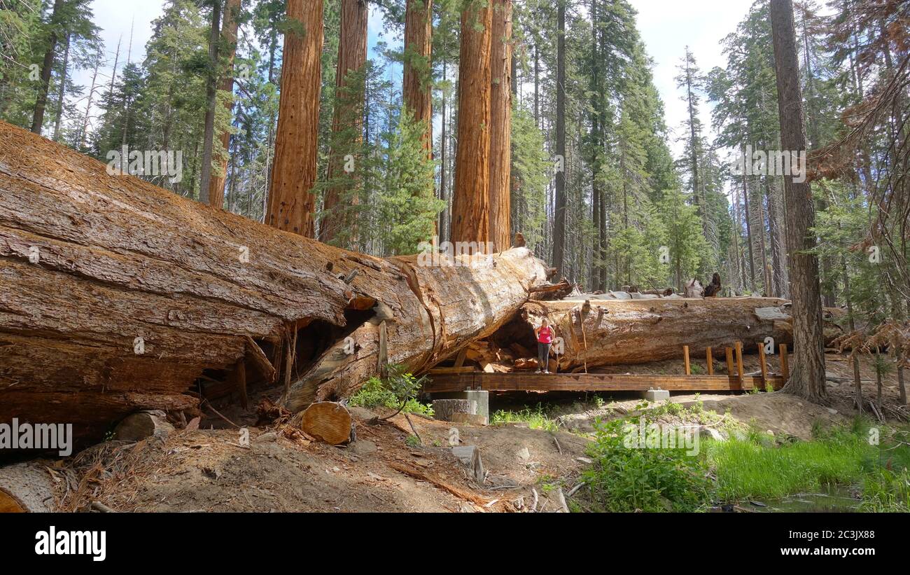 A person stands on the path leading by a huge fallen redwood tree at the Trail of 1200 Giants Stock Photo