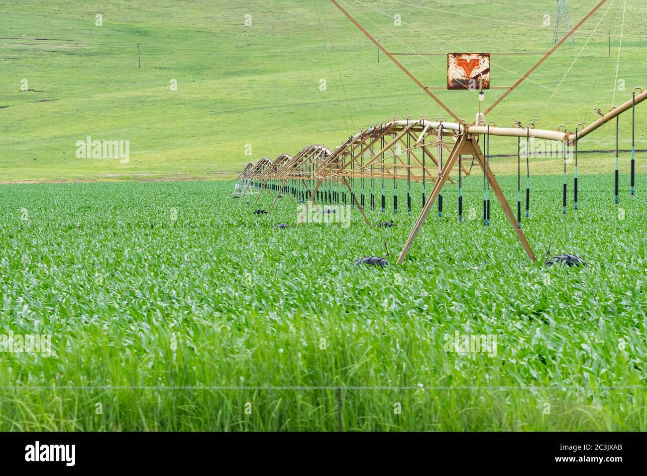 Overhead sprinkler irrigation hi-res stock photography and images - Alamy