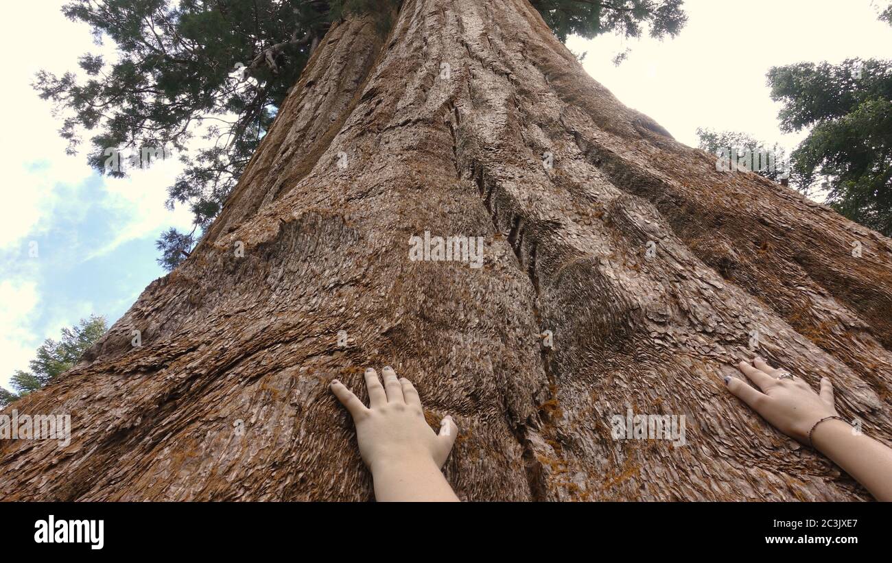 A person's hands reaching up giant redwood tree at the Trail of 100 Giants in Sequoia National Forest Stock Photo
