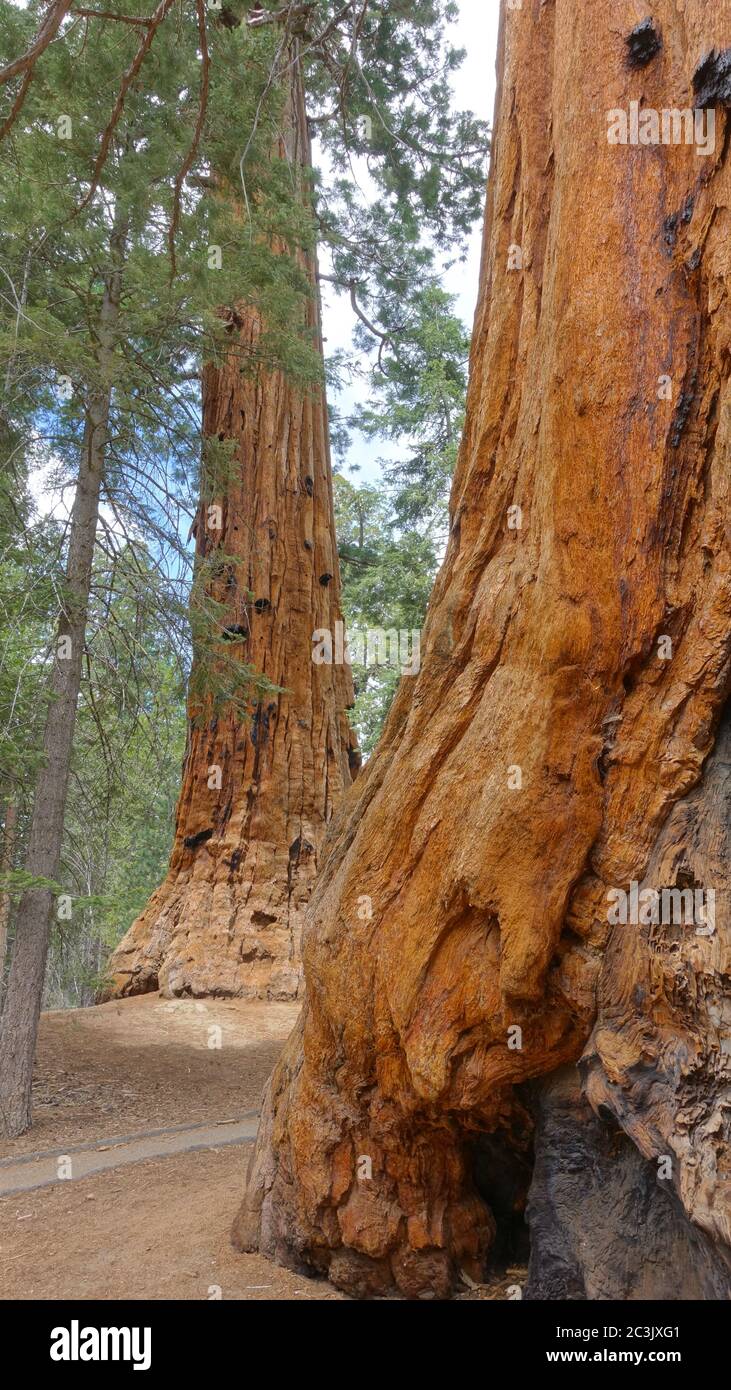 Giant redwood trees at the Trail of 100 Giants in Sequoia National Forest Stock Photo