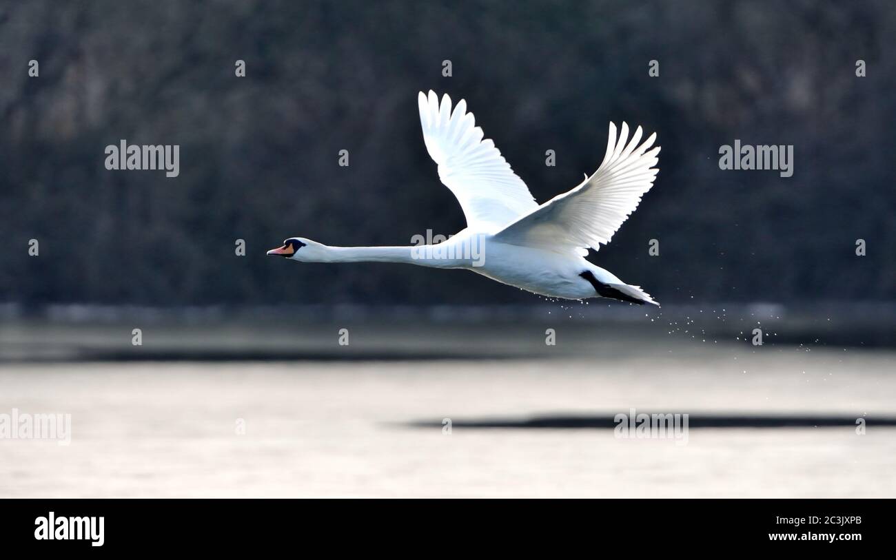 Selective shot blue black hi-res stock photography and images - Alamy