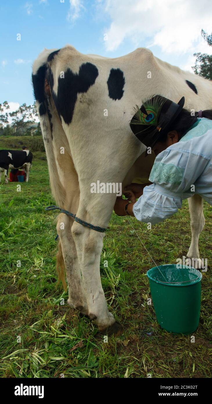 Zuleta, Imbabura / Ecuador - November 9 2018: Indigenous woman of Zuleta dressed in her typical costume crouching beside the Holstein cow milking her Stock Photo