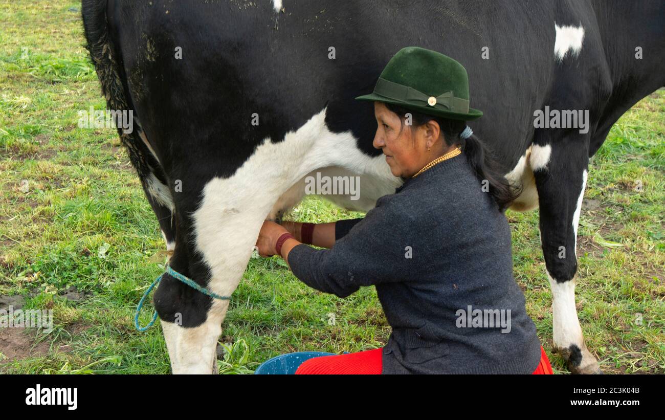 Zuleta, Imbabura / Ecuador - November 9 2018: Indigenous woman of Zuleta dressed in her typical costume kneeling beside the Holstein cow milking her u Stock Photo