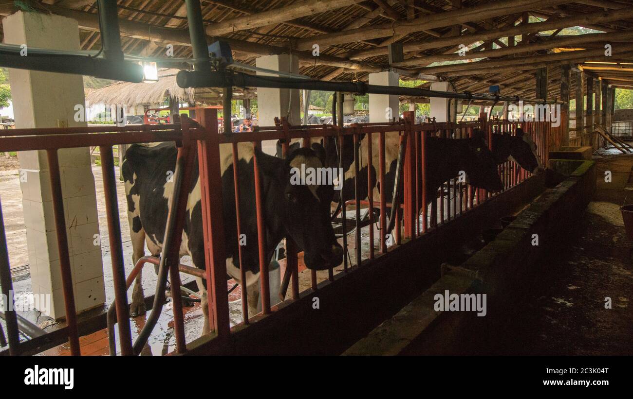 Ecuador cow hi-res stock photography and images - Alamy