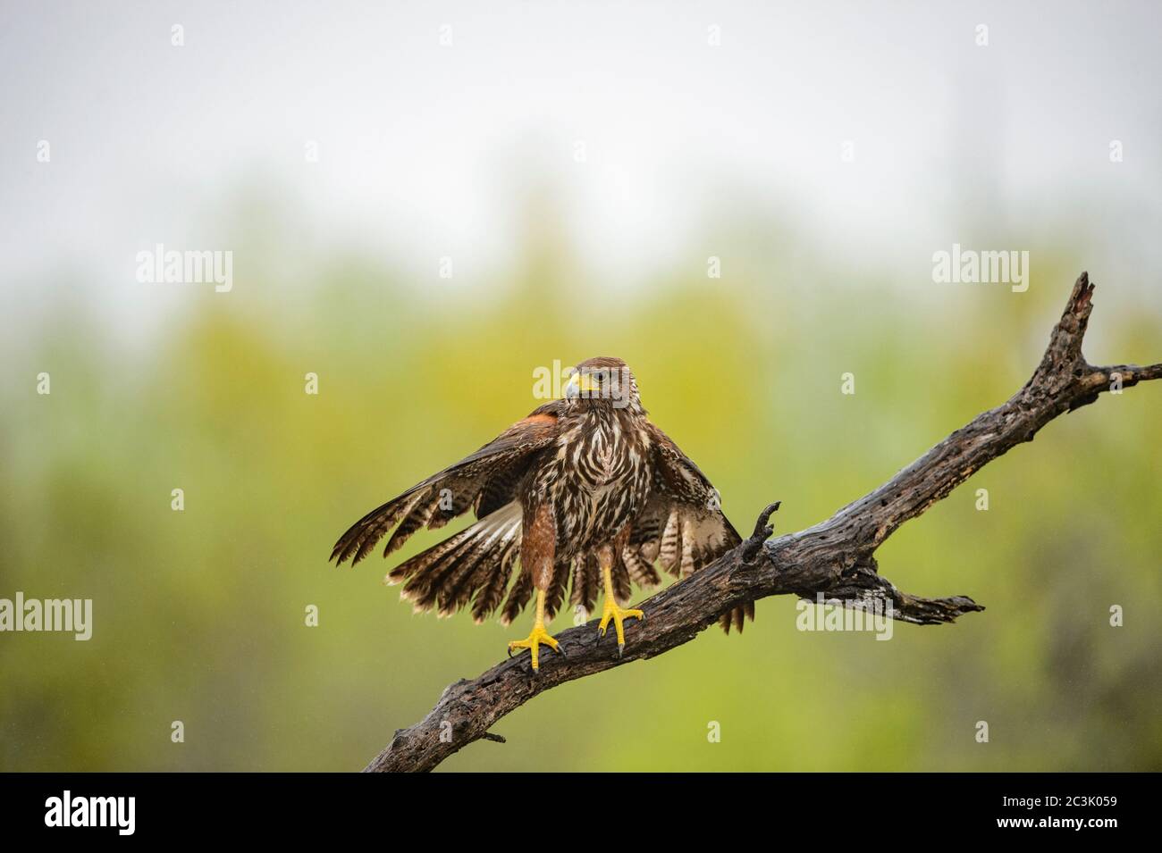 Harris' hawk (Parabuteo unicinctus), Santa Clara Ranch, Starr County, Texas, USA Stock Photo