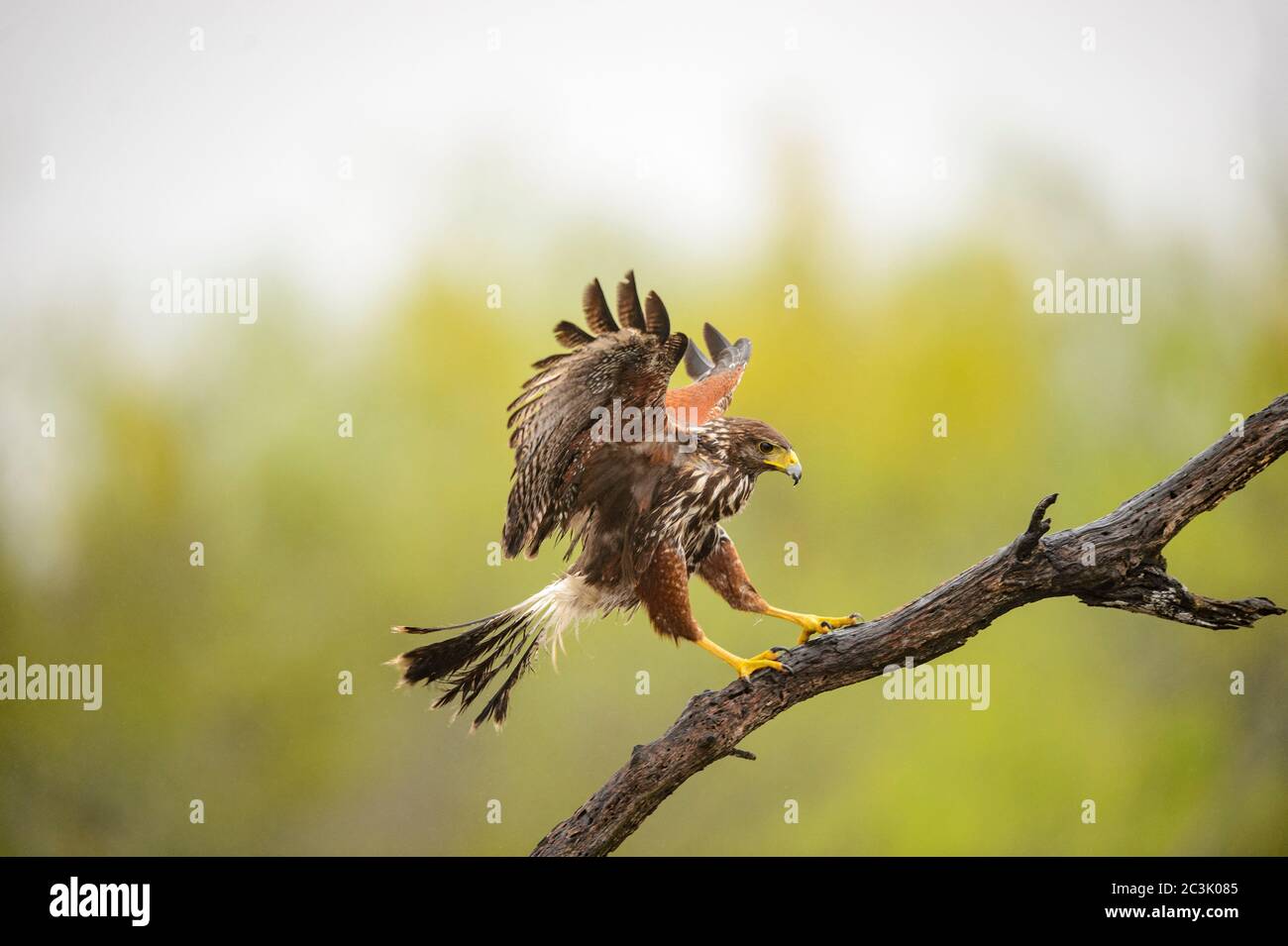 Harris' hawk (Parabuteo unicinctus), Santa Clara Ranch, Starr County, Texas, USA Stock Photo