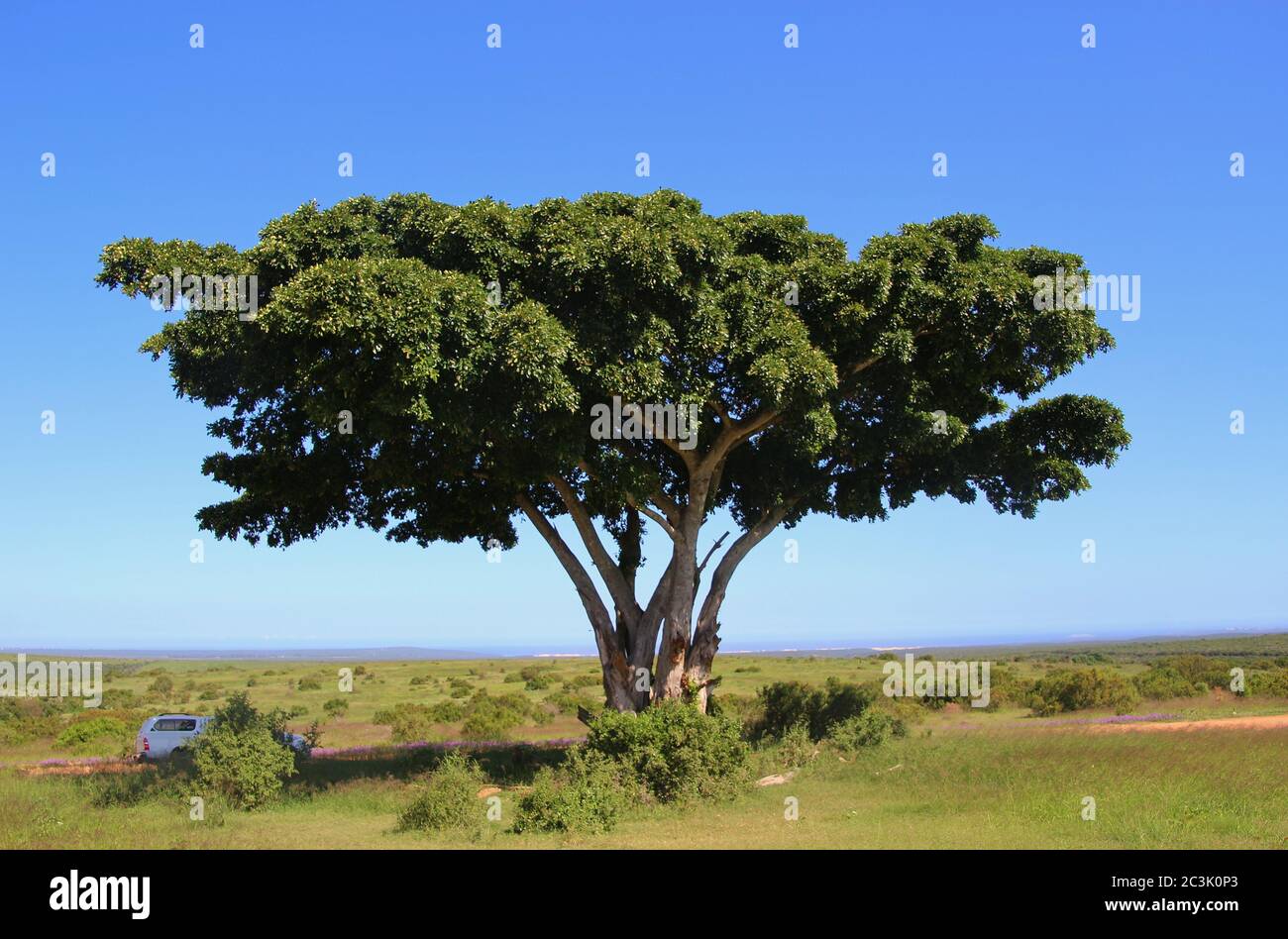 Broad tree crown hi-res stock photography and images - Alamy