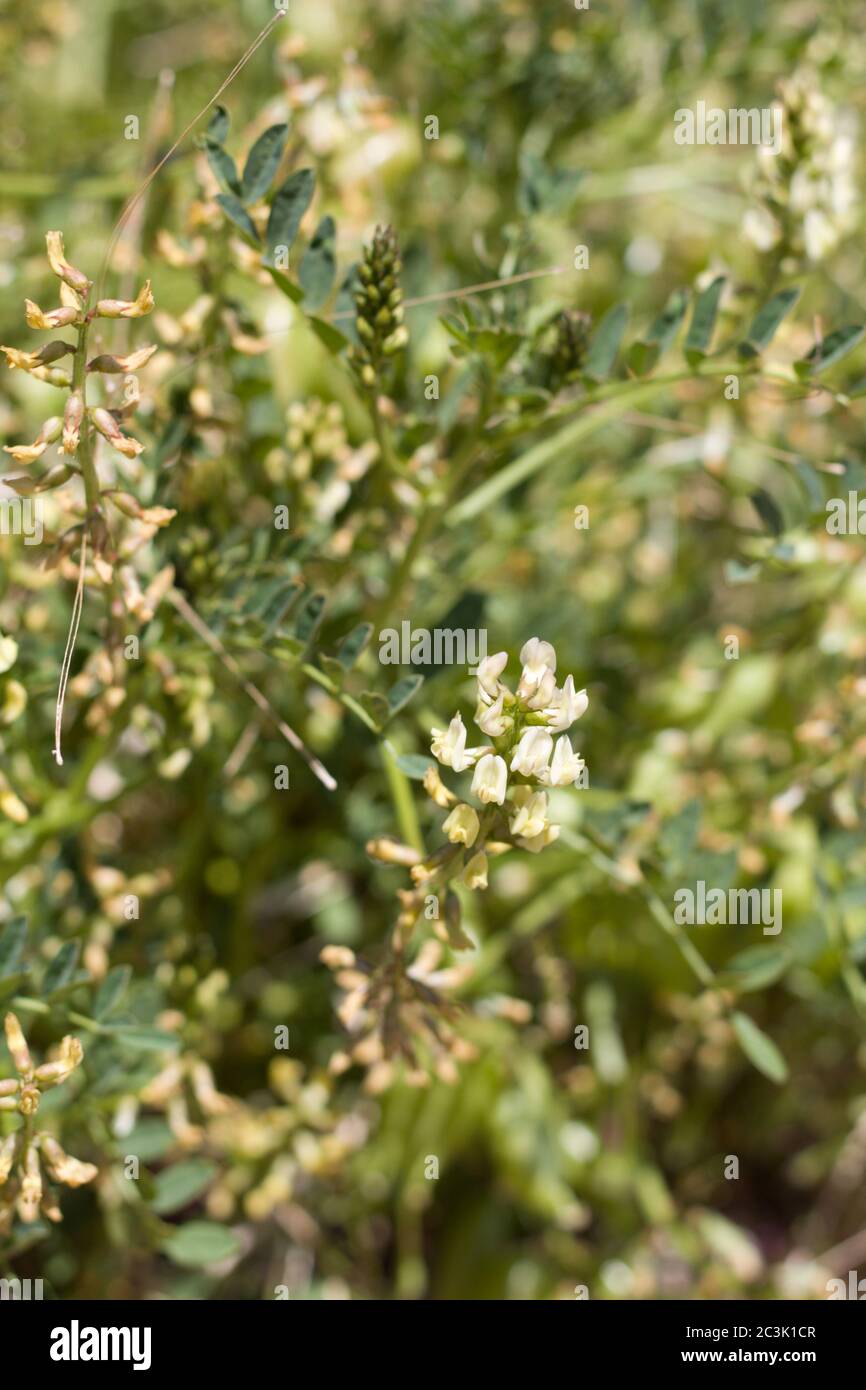 Flowers of Douglas Milkvetch, Astragalus Douglasii, Fabaceae, native Perennial in Pioneertown Mountains Preserve, Southern Mojave Desert, Springtime. Stock Photo