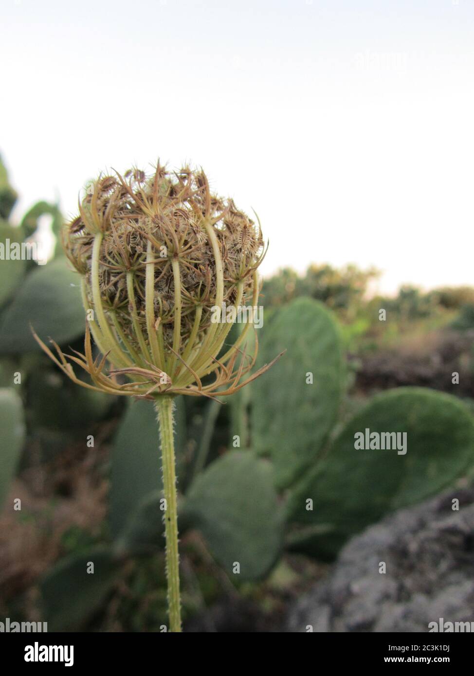 Pretty Nopal Dried nopal hi-res stock photography and images - Alamy
