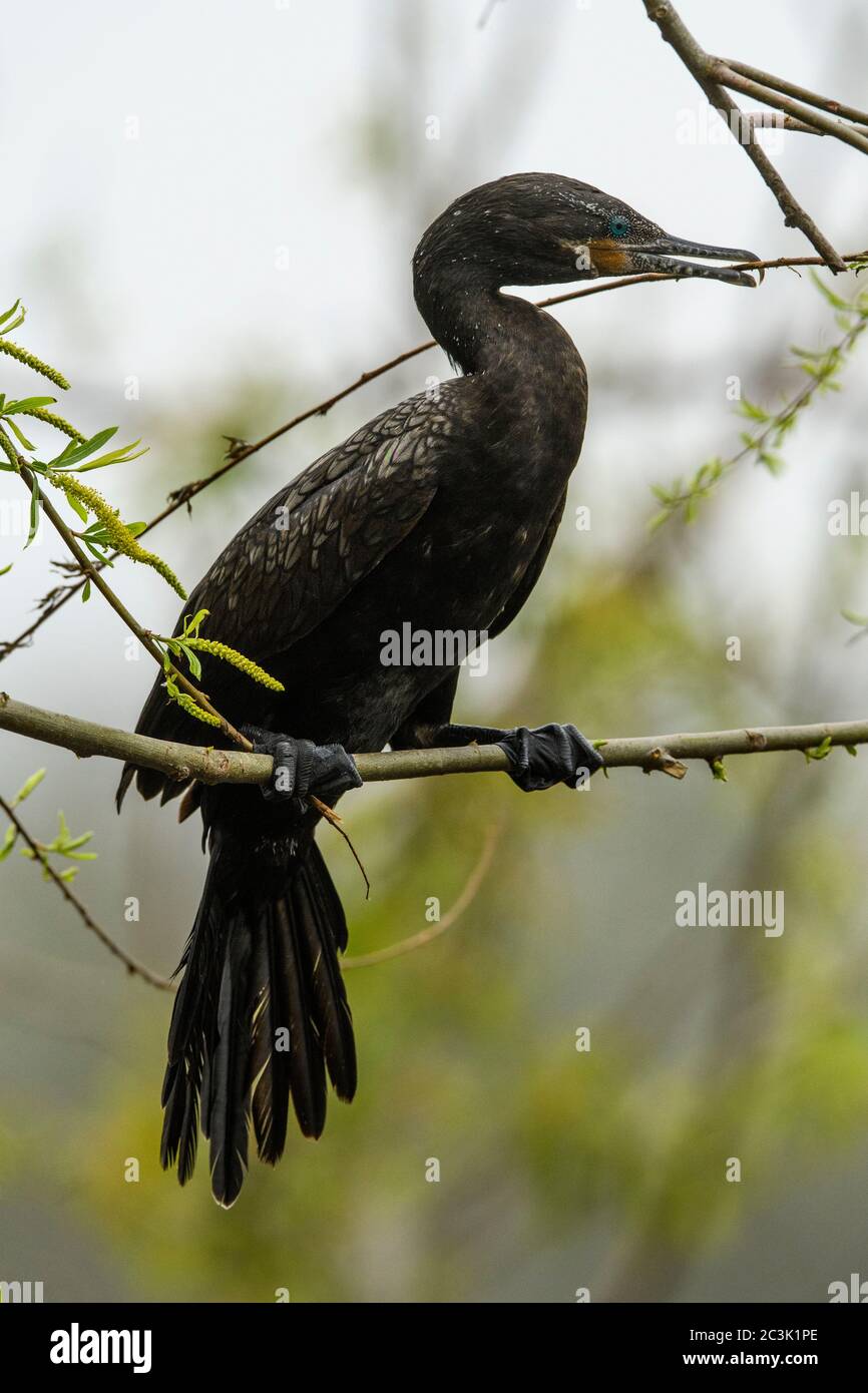 Neotropical cormorant (Phalacrocorax brasilianus), Smith Oaks Audubon Rookery, High Island, Texas, USA Stock Photo