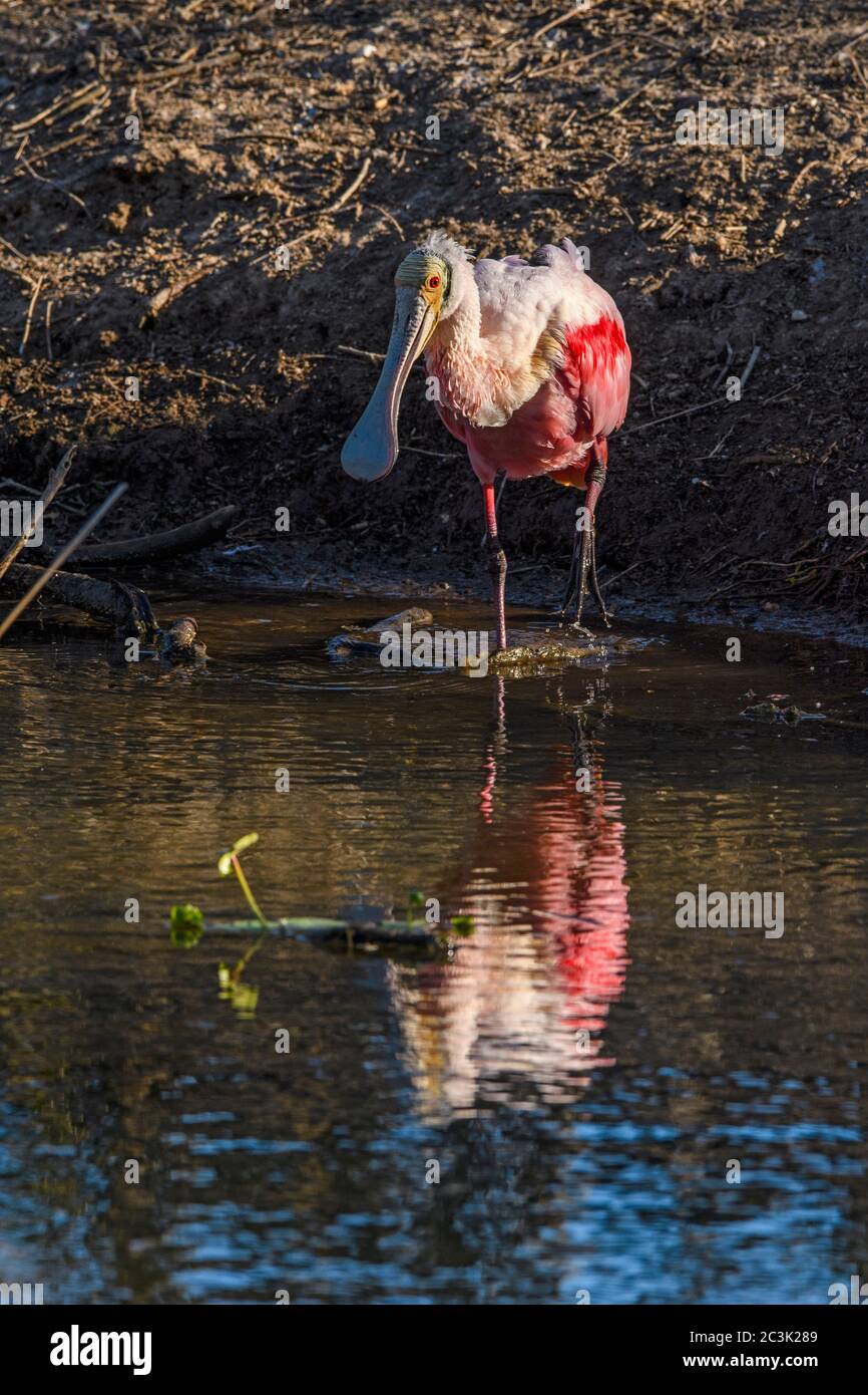 Roseate spoonbill (Platalea  ajaja) Foraging at the edge of a pond, Smith Oaks Audubon Rookery, High Island, Texas, USA Stock Photo