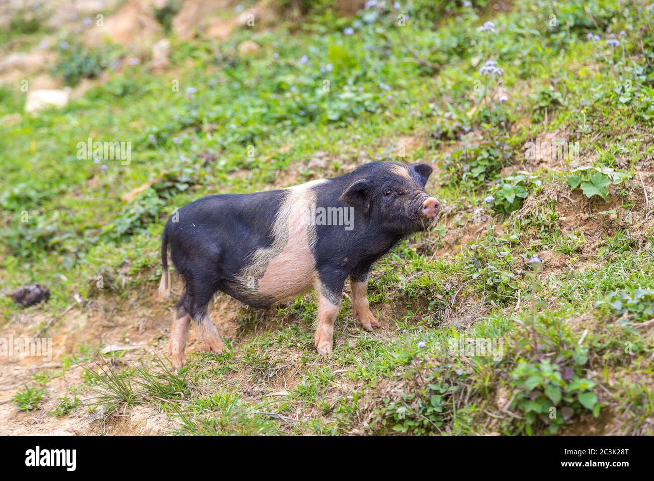 Black pig in Sapa, Lao Cai, Vietnam in a summer day Stock Photo