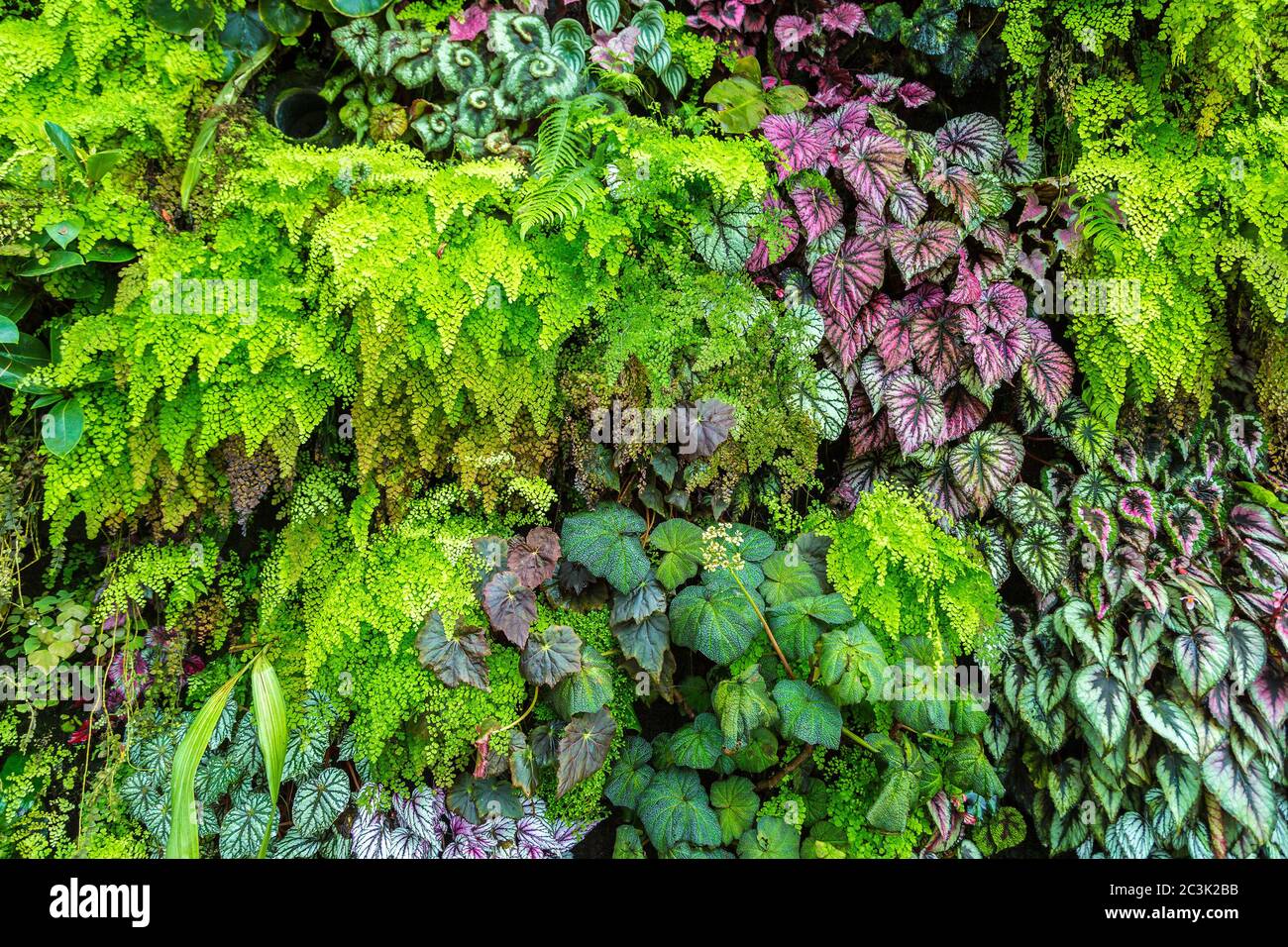 Vertical garden with tropical green leaf and flowers. Nature background ...