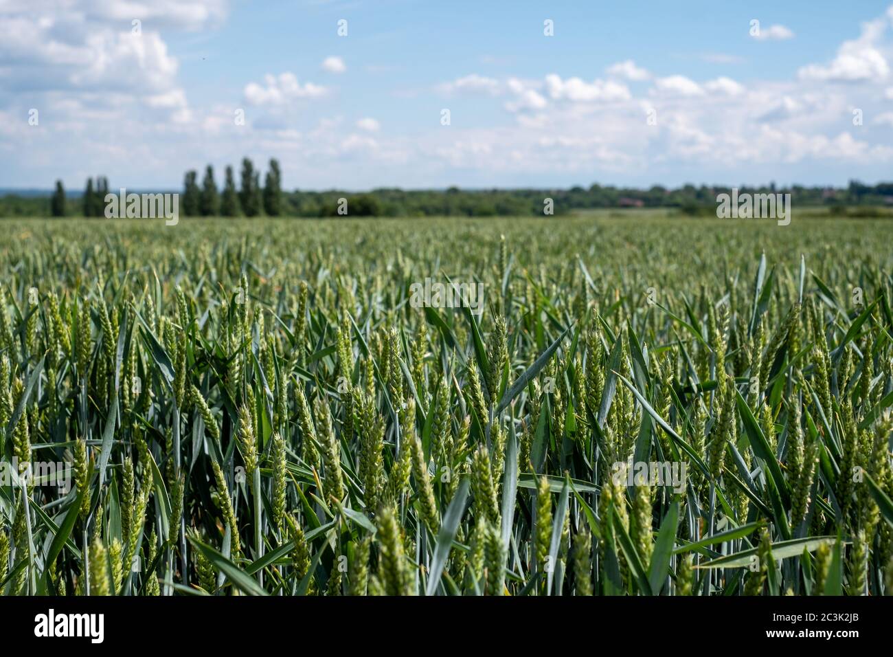 View of wheat field on a sunny day in June. Photographed near Heartwood Forest, Sandridge, Hertfordshire UK Stock Photo