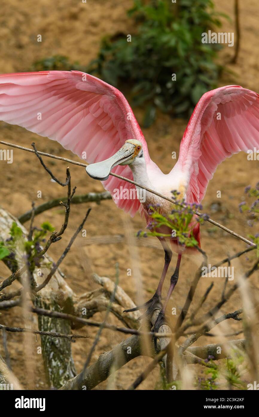 Roseate spoonbill (Platalea ajaja), Smith Oaks Audubon Rookery, High ...