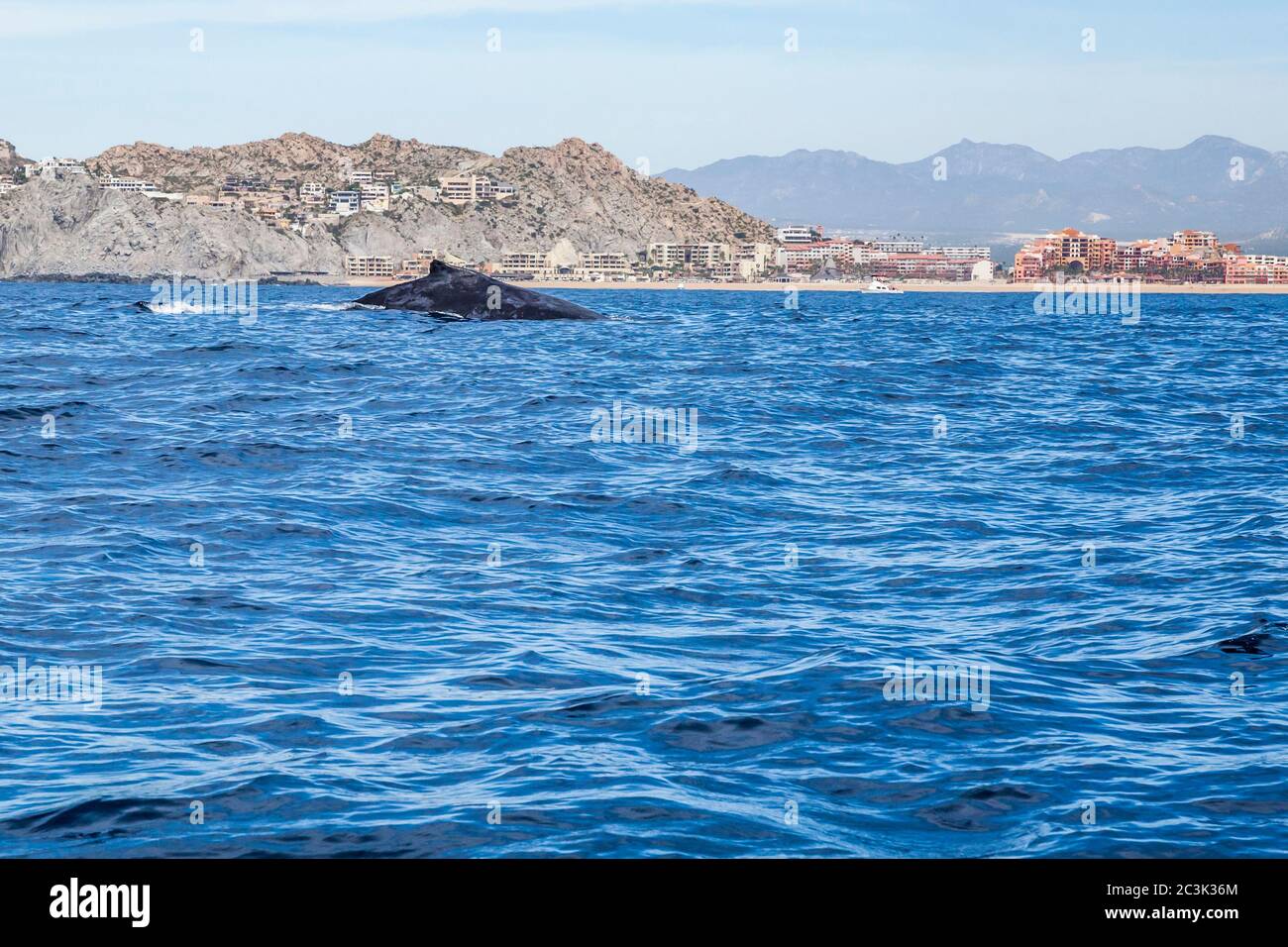 A Humpback Whale surfaces off the coast of Cabo San Lucas, BCS, Mexico. Stock Photo