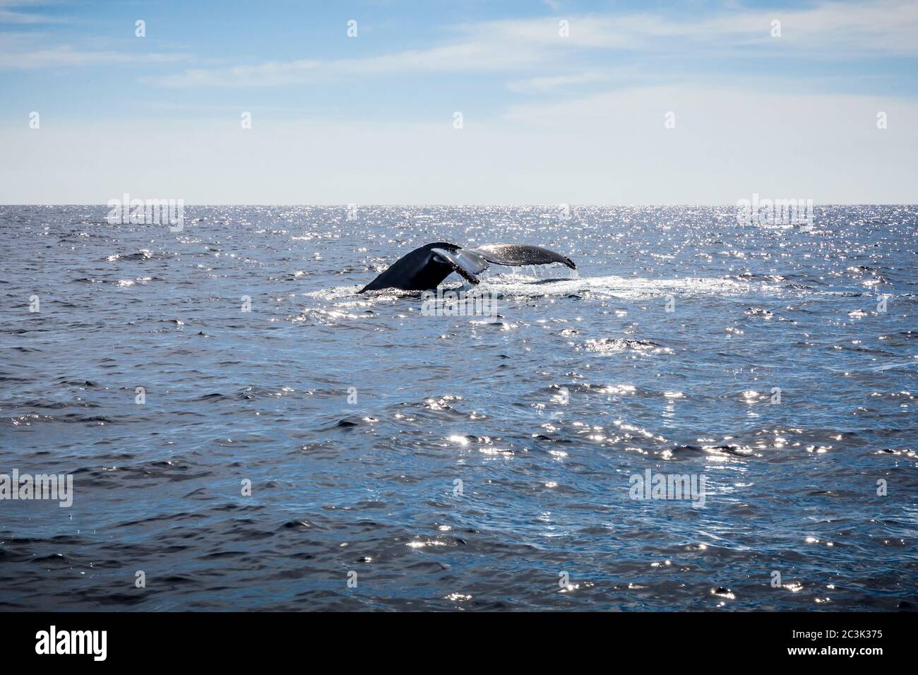 The tail of a Humpback Whale as it dives off the coast of Cabo San Lucas, Baja California Sur, Mexico. Stock Photo
