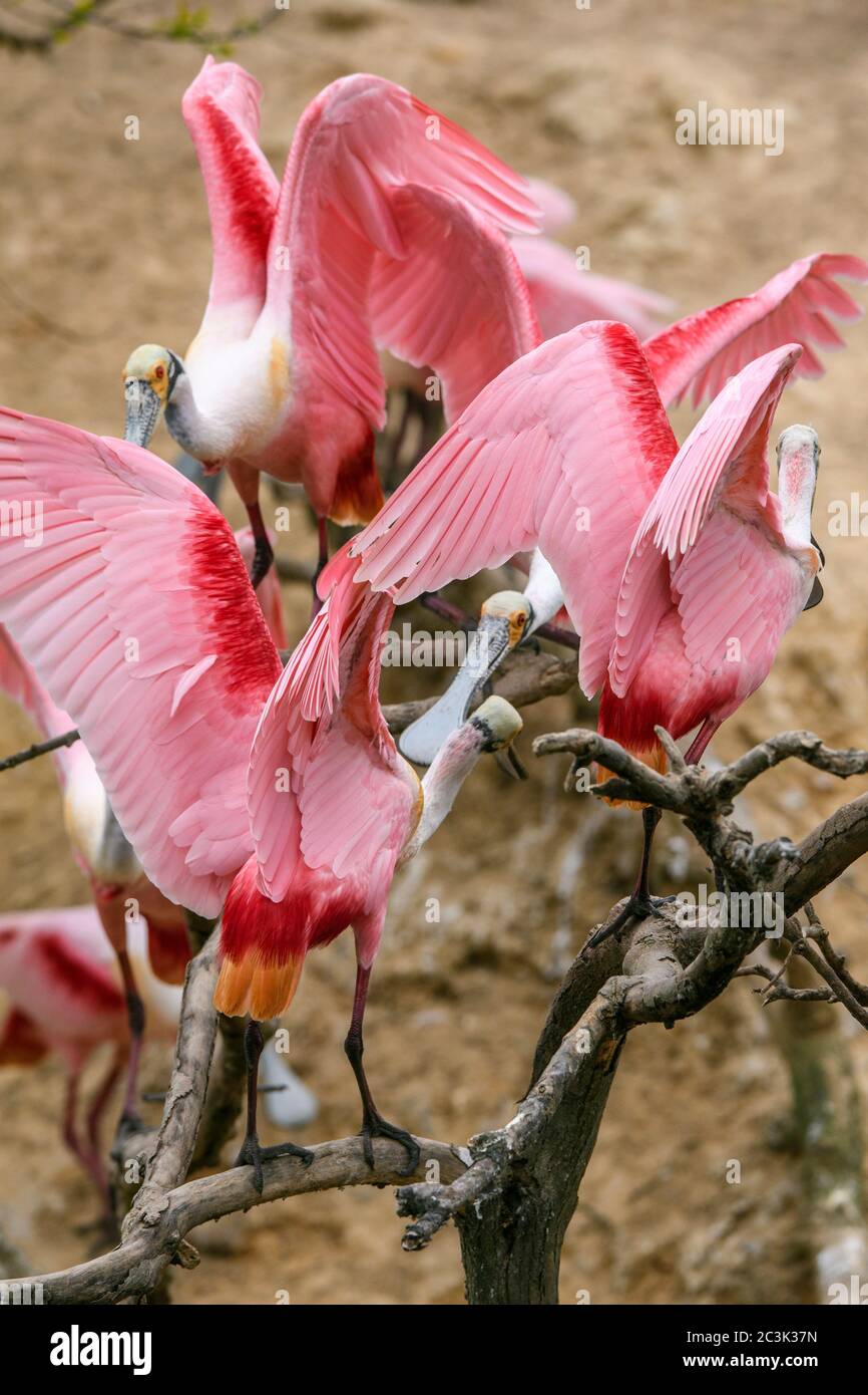 Roseate spoonbill (Platalea ajaja), Smith Oaks Audubon Rookery, High ...