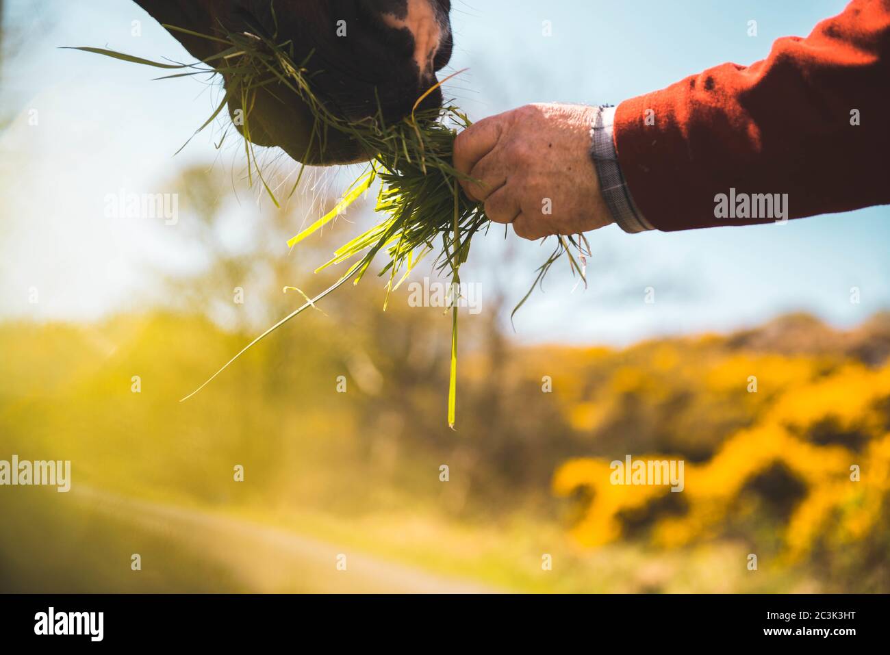 Feeding a horse grass Stock Photo Alamy