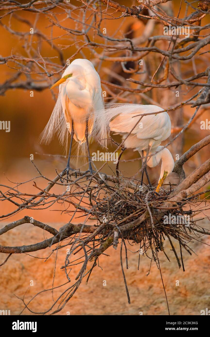 Great egret (Casmerodius albus, Ardea alba, Egretta alba), Smith Oaks Audubon Rookery, High Island, Texas, USA Stock Photo