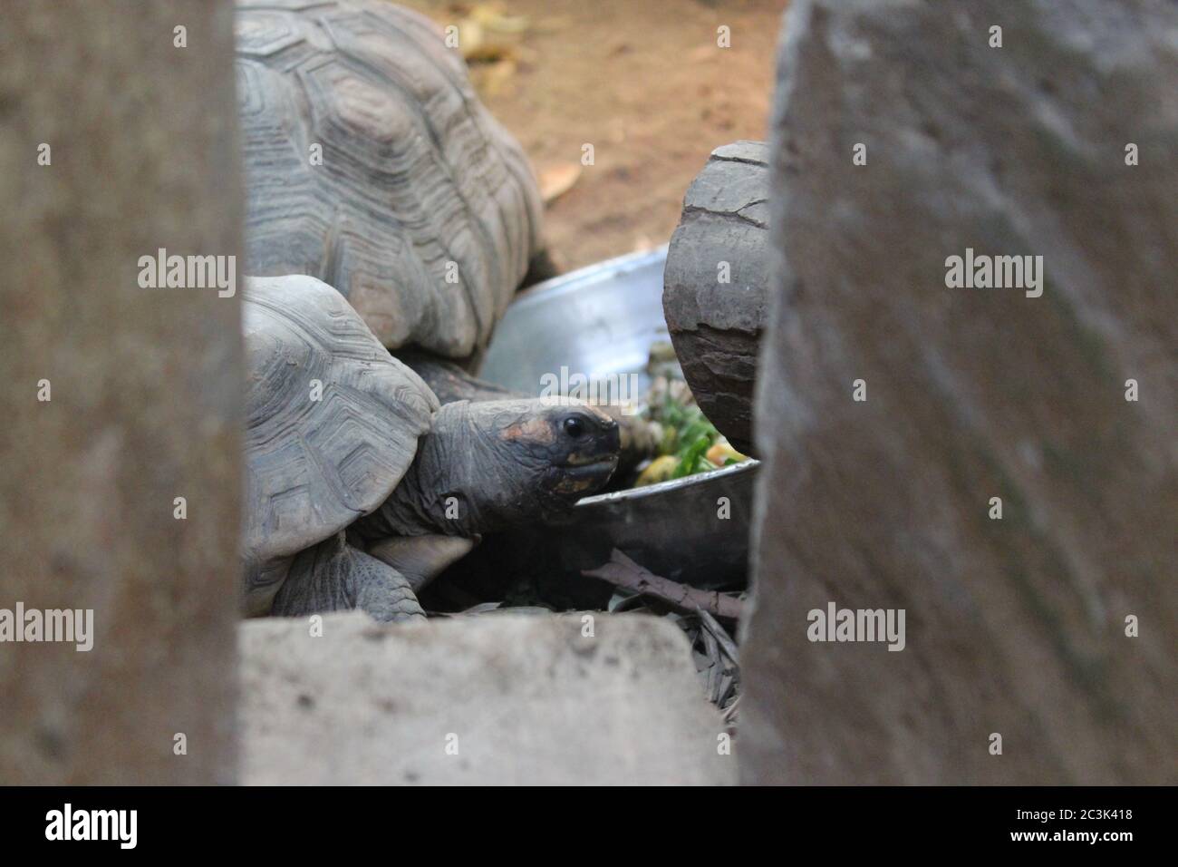 Turtle shell design hi-res stock photography and images - Alamy