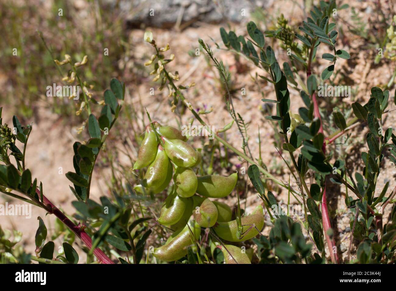Fruits of Douglas Milkvetch, Astragalus Douglasii, Fabaceae, native Perennial in Pioneertown Mountains Preserve, Southern Mojave Desert, Springtime. Stock Photo