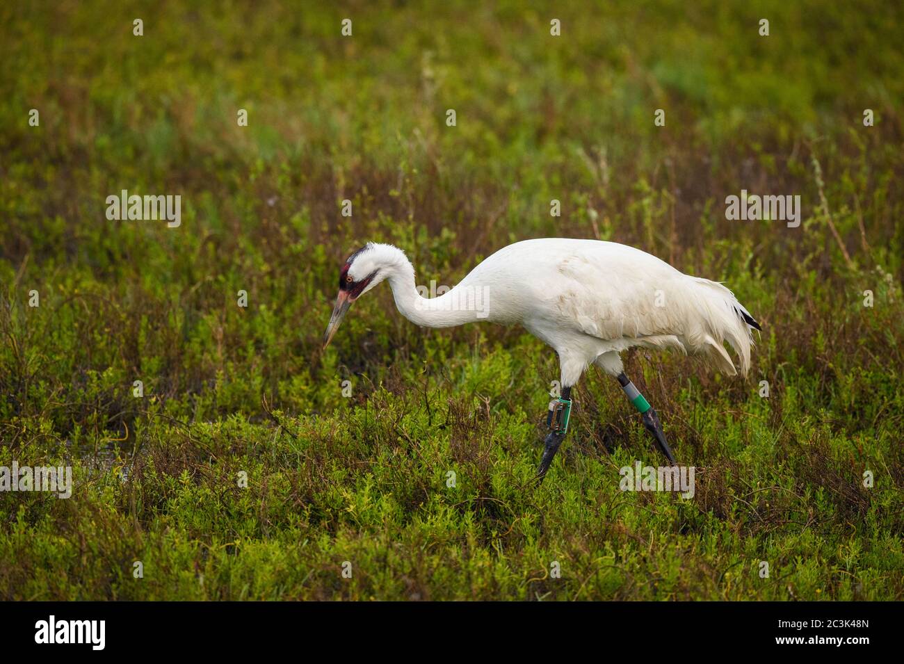 Whooping crane (Grus americana) in winter range, Aransas National Wildlife Refuge, Texas, USA Stock Photo