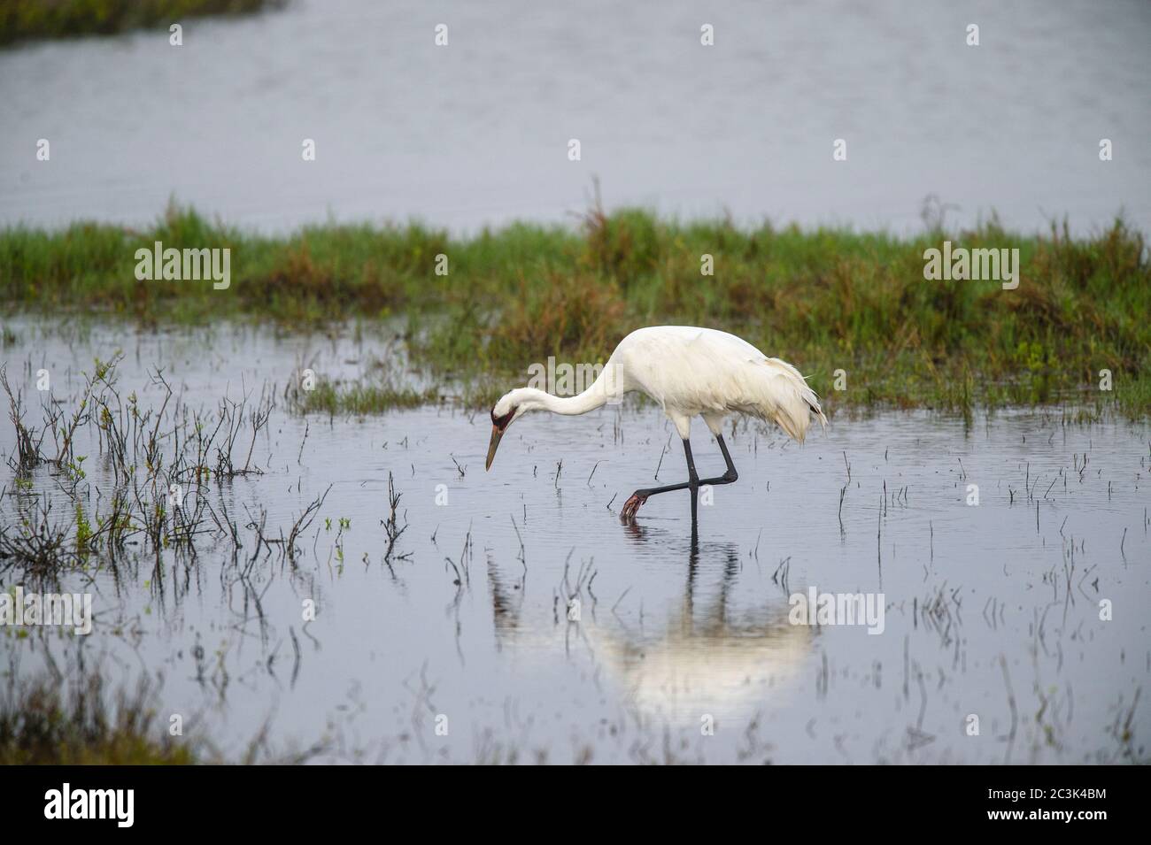Whooping crane (Grus americana) in winter range, Aransas National