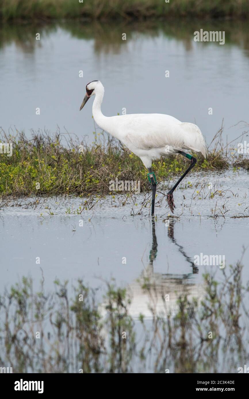 Whooping crane (Grus Americana), Aransas National Wildlife Refuge, Texas, USA Stock Photo