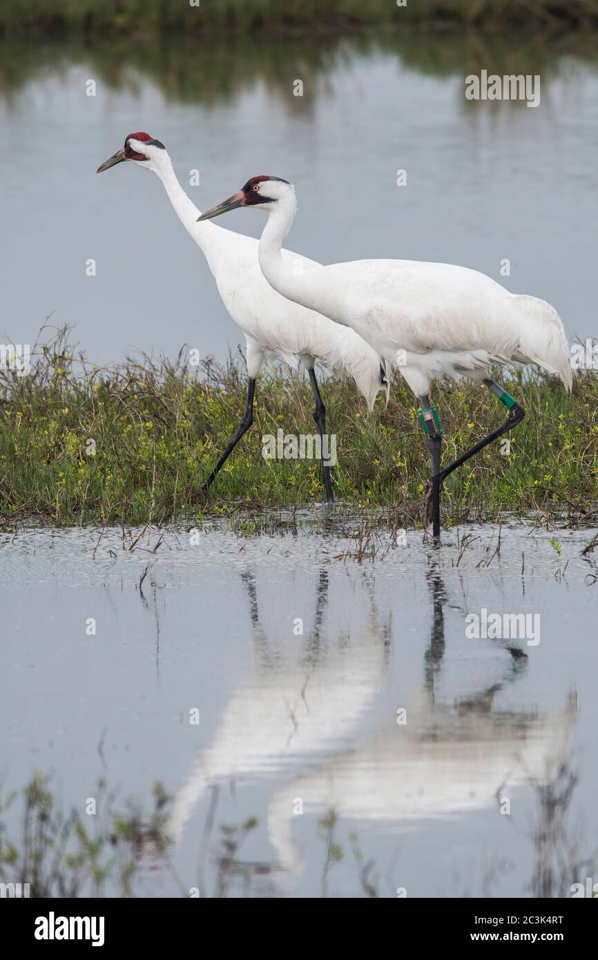 Whooping crane (Grus Americana), Aransas National Wildlife Refuge, Texas, USA Stock Photo