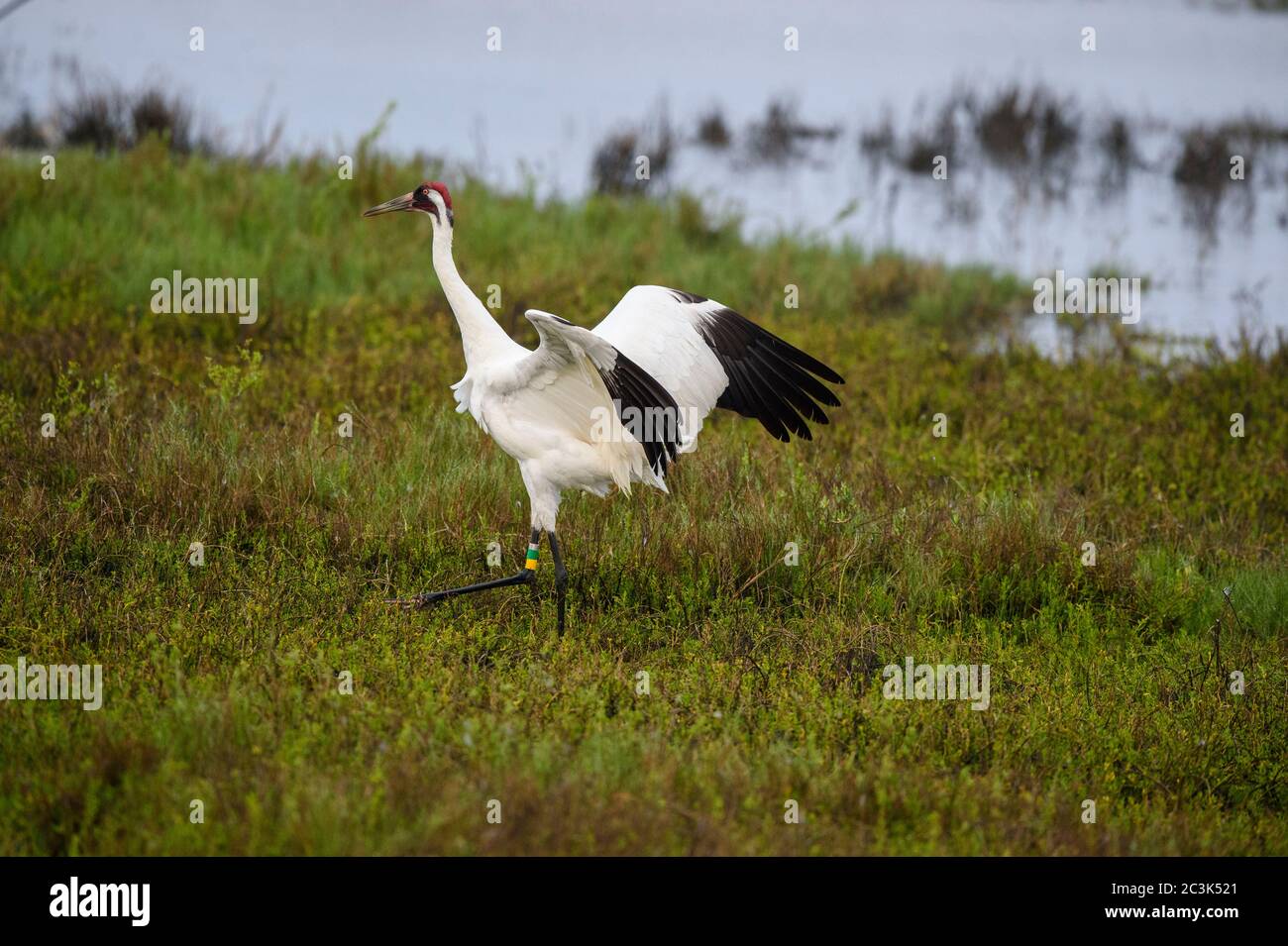 Whooping crane (Grus Americana) Exhibiting territorial behaviour, Aransas National Wildlife Refuge, Texas, USA Stock Photo