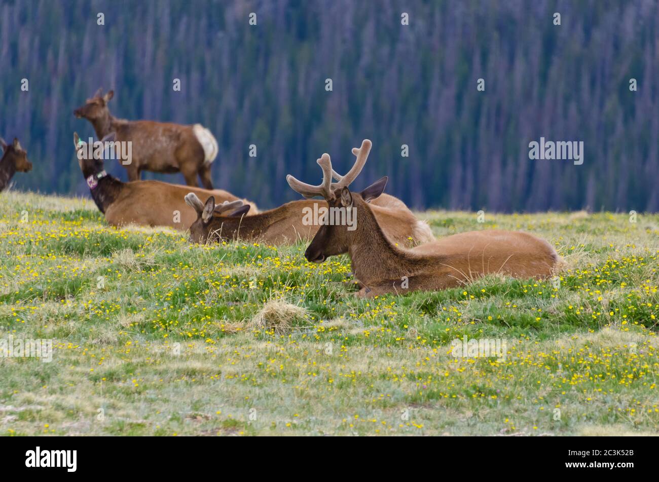 Elk in the Rocky Mountain National Park, Colorado, USA Stock Photo - Alamy