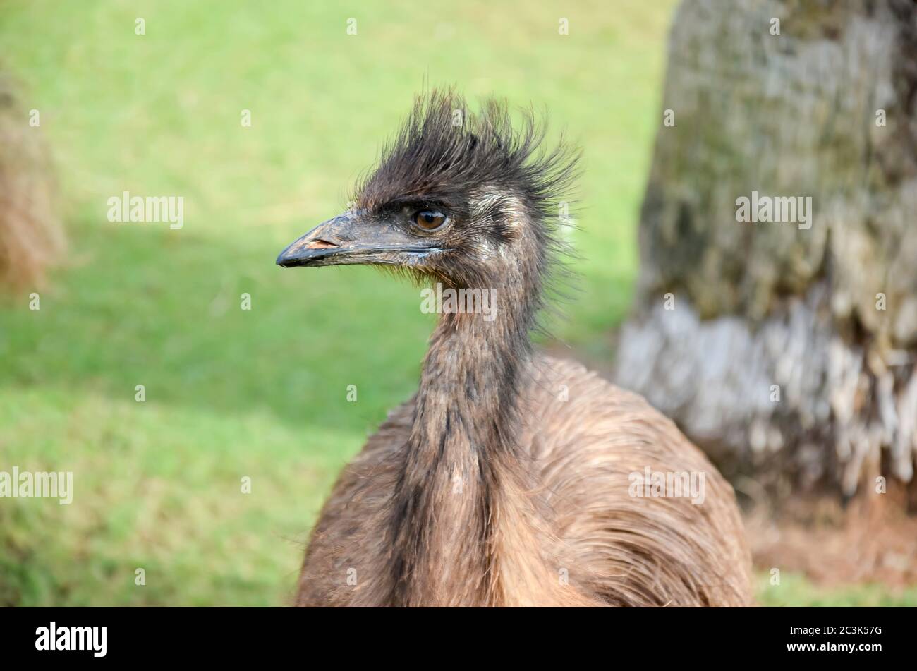 A young Australian Emu (Dromaius novaehollandia) up close at Monkey Mia in northern coastal Western Australia Stock Photo