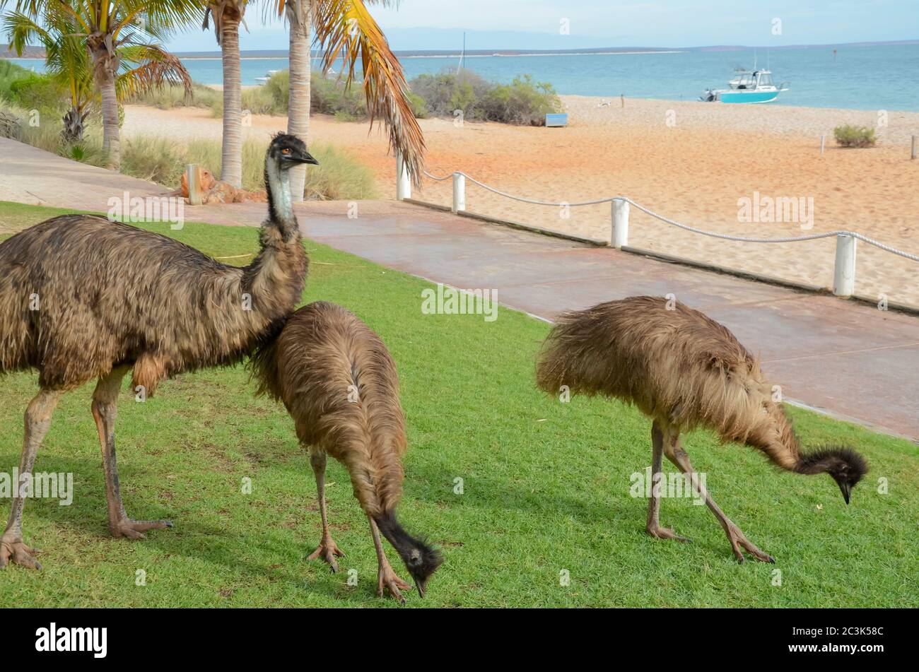 A mature male and two young Australian Emus (Dromaius novaehollandia) looking for food and water at Monkey Mia in northern coastal Western Australia. Stock Photo