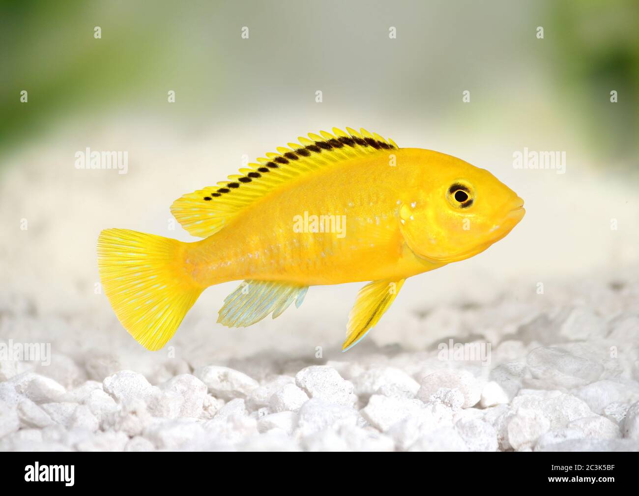 Electric yellow cichlid Labidochromis caeruleus Malawi Aquarium Fish Stock Photo