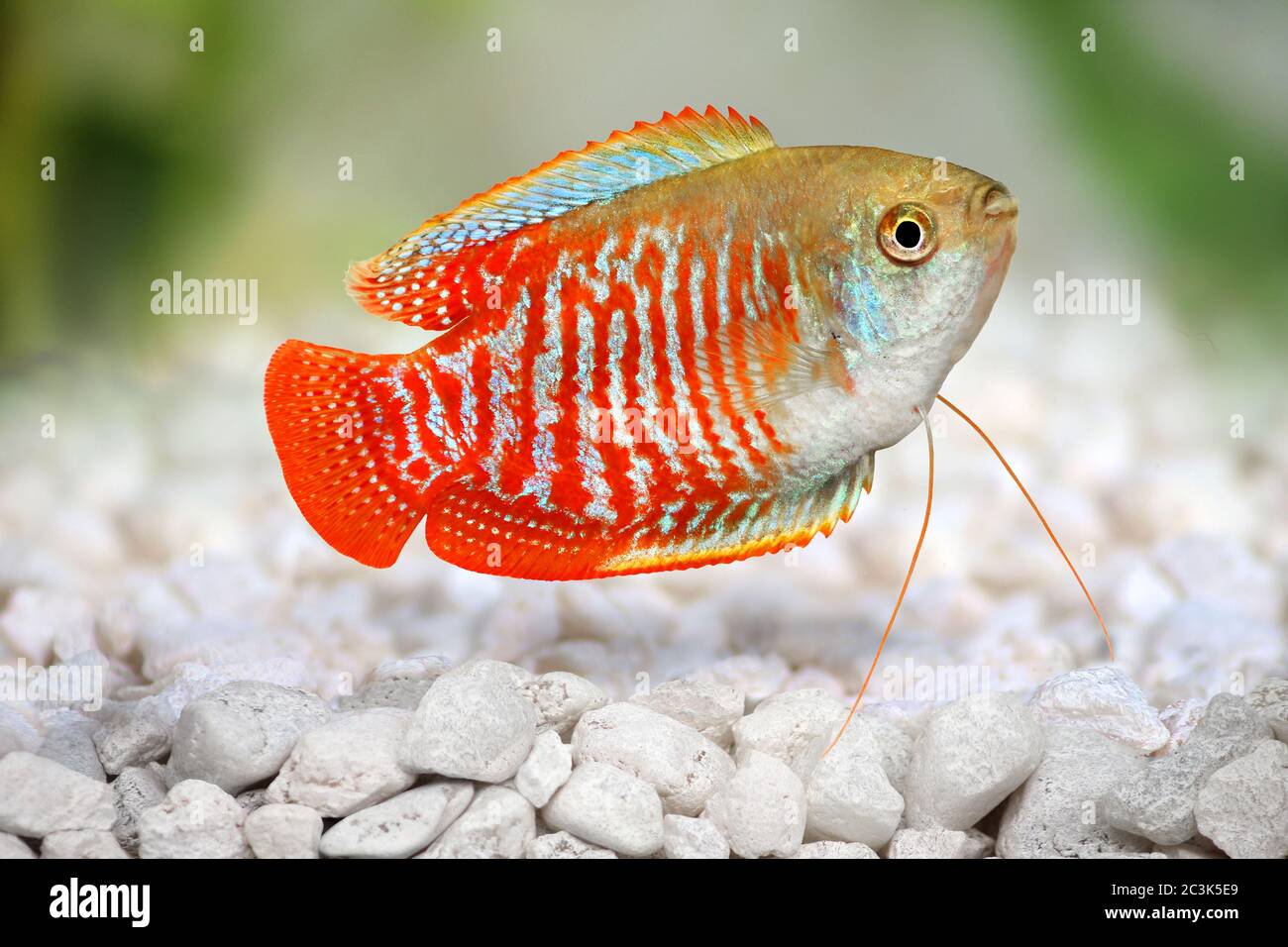 Dwarf gourami Trichogaster lalius tropical aquarium fish Stock Photo