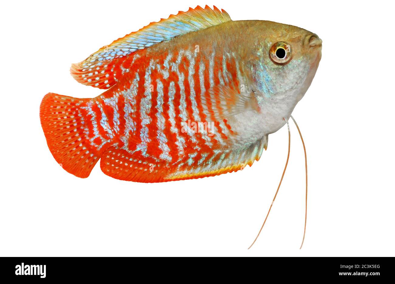 Dwarf gourami Trichogaster lalius tropical aquarium fish Stock Photo