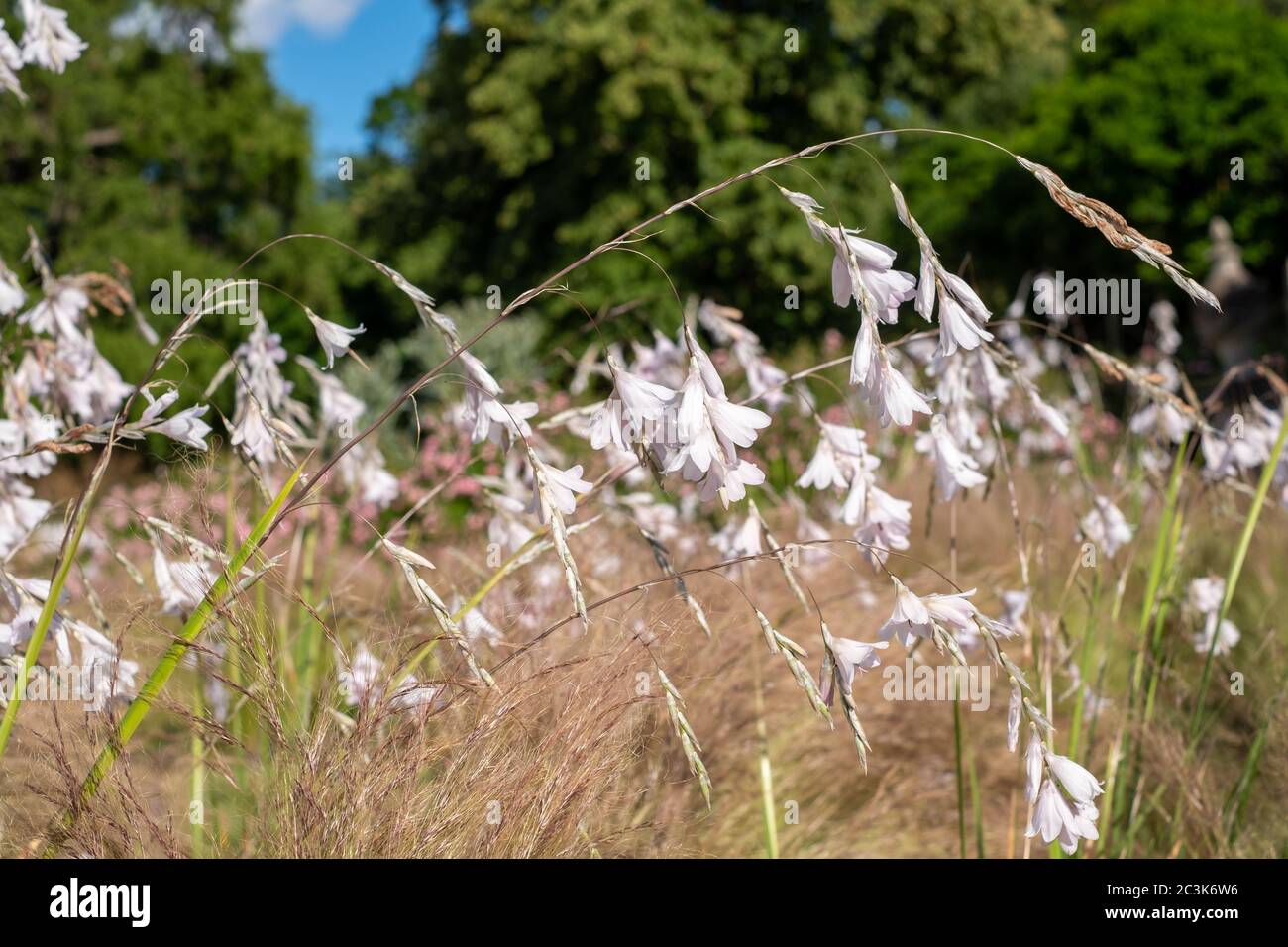 Delicate white Dierama Latifolium flowers, also known as wandflower or ...