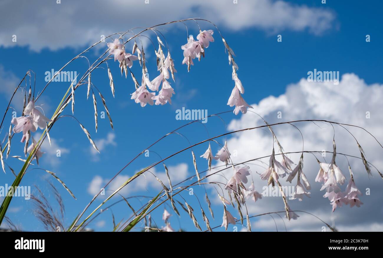 Delicate white Dierama Latifolium flowers, also known as wandflower or ...